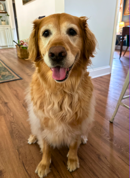 Close-up of Daisy, David Talley’s friendly golden retriever, smiling indoors.