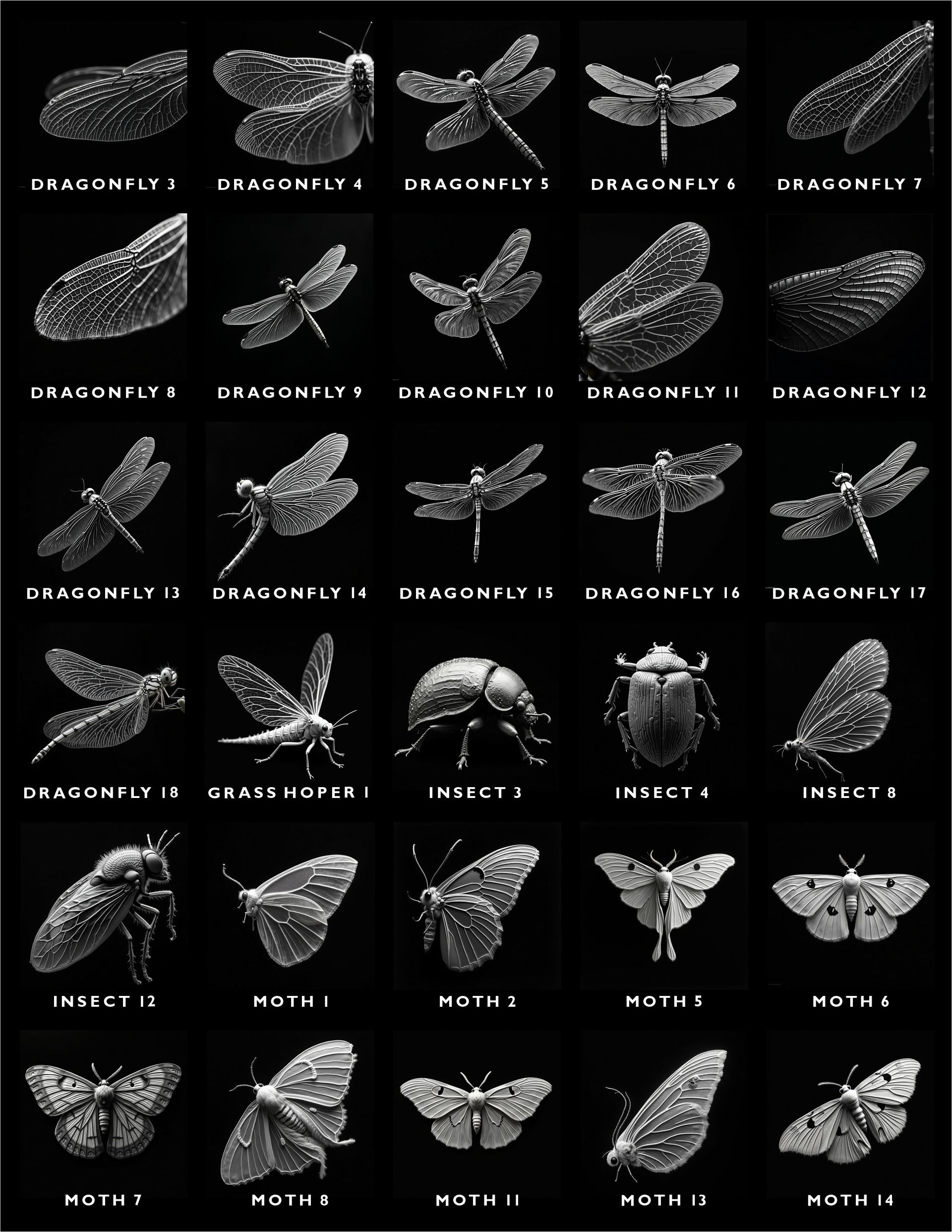A grid of 30 black-and-white insect specimens, labeled by type, including various dragonflies, moths, and a beetle.