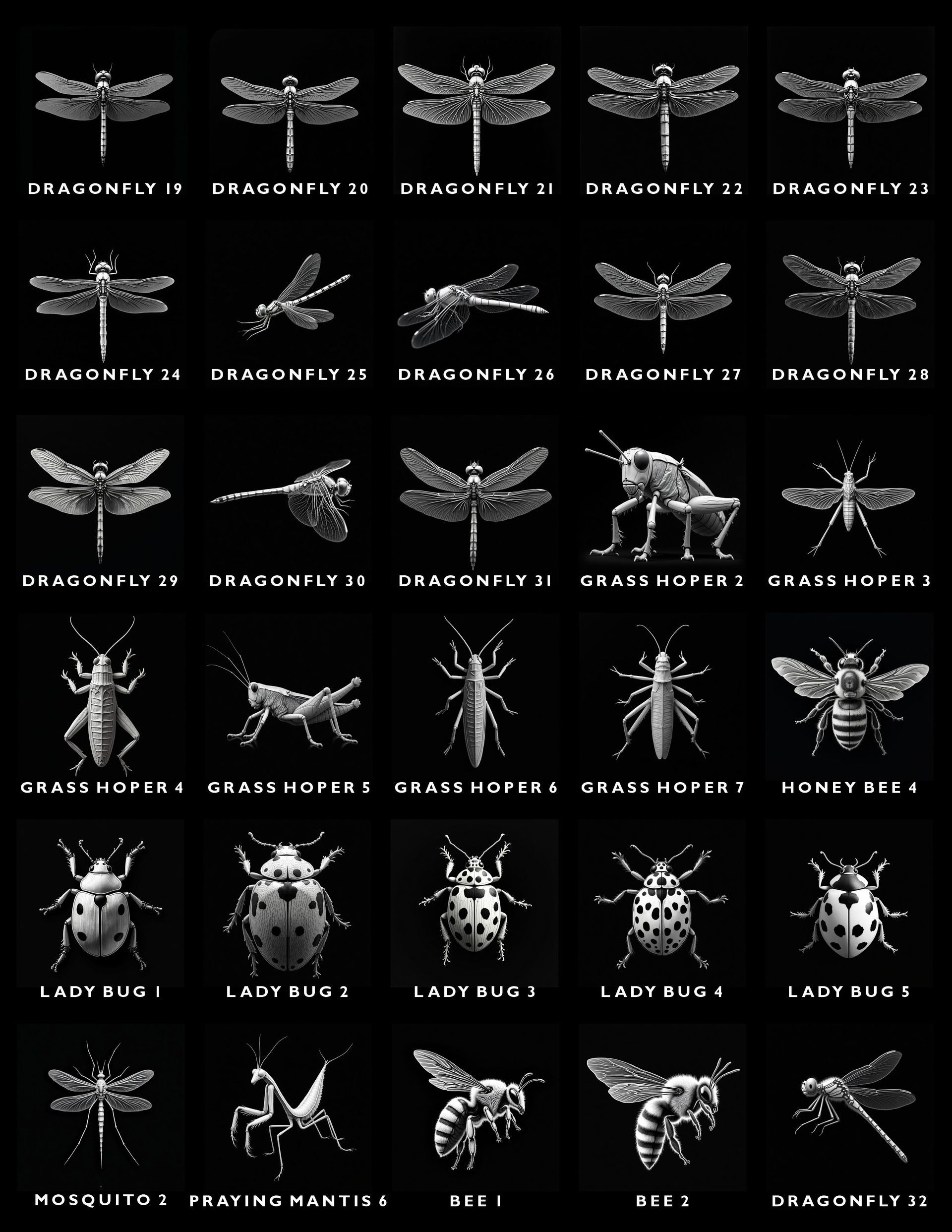 A grid of 30 labeled black-and-white icons of various insects, including dragonflies, grasshoppers, bees, and ladybugs.