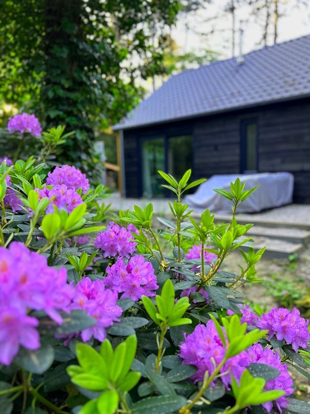Vakantiewoning boshuisje de leeuwerik Holten Overijssel