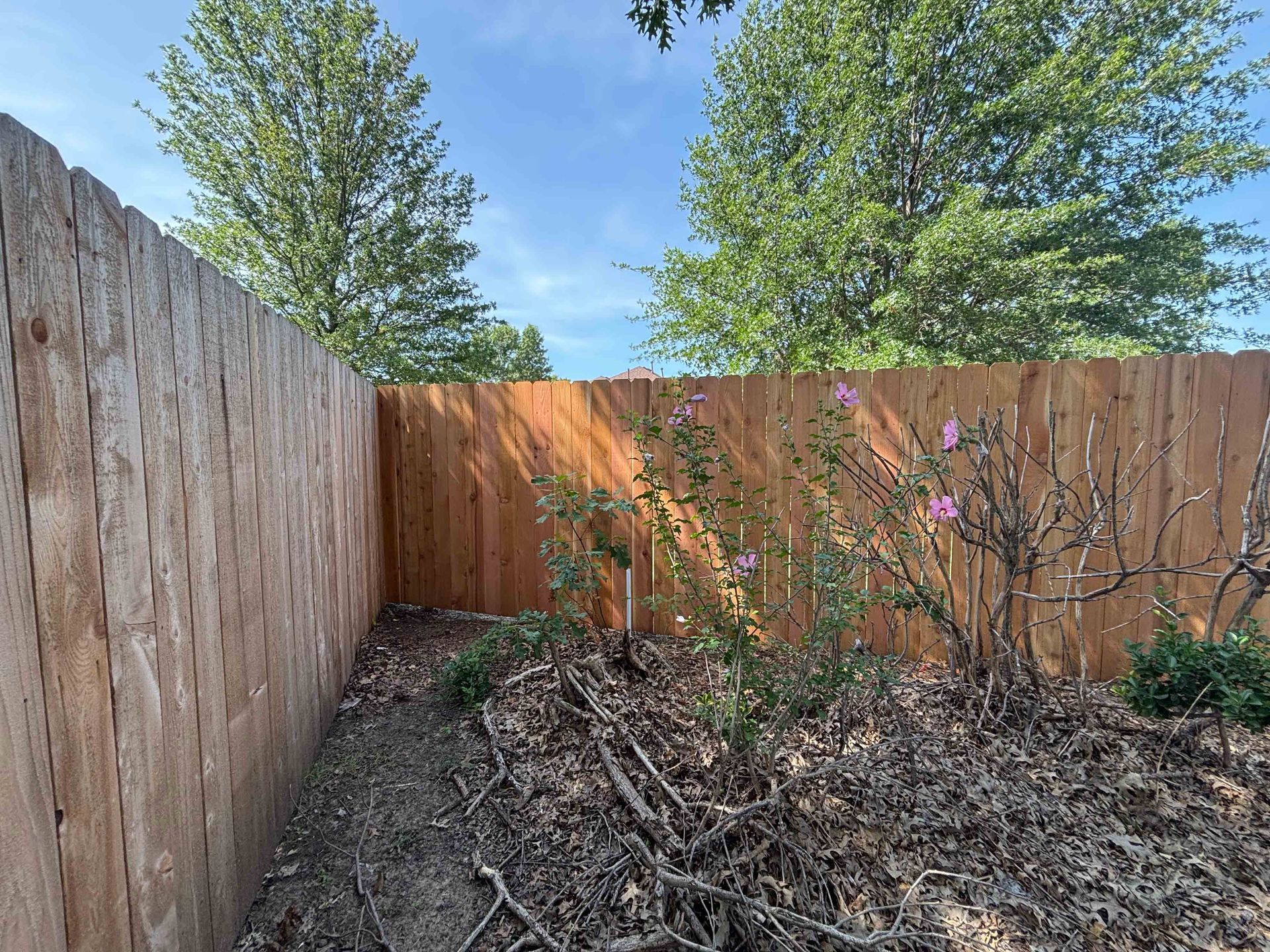 Small fenced backyard with bare soil, garden debris, and a few green and purple plants under a blue sky