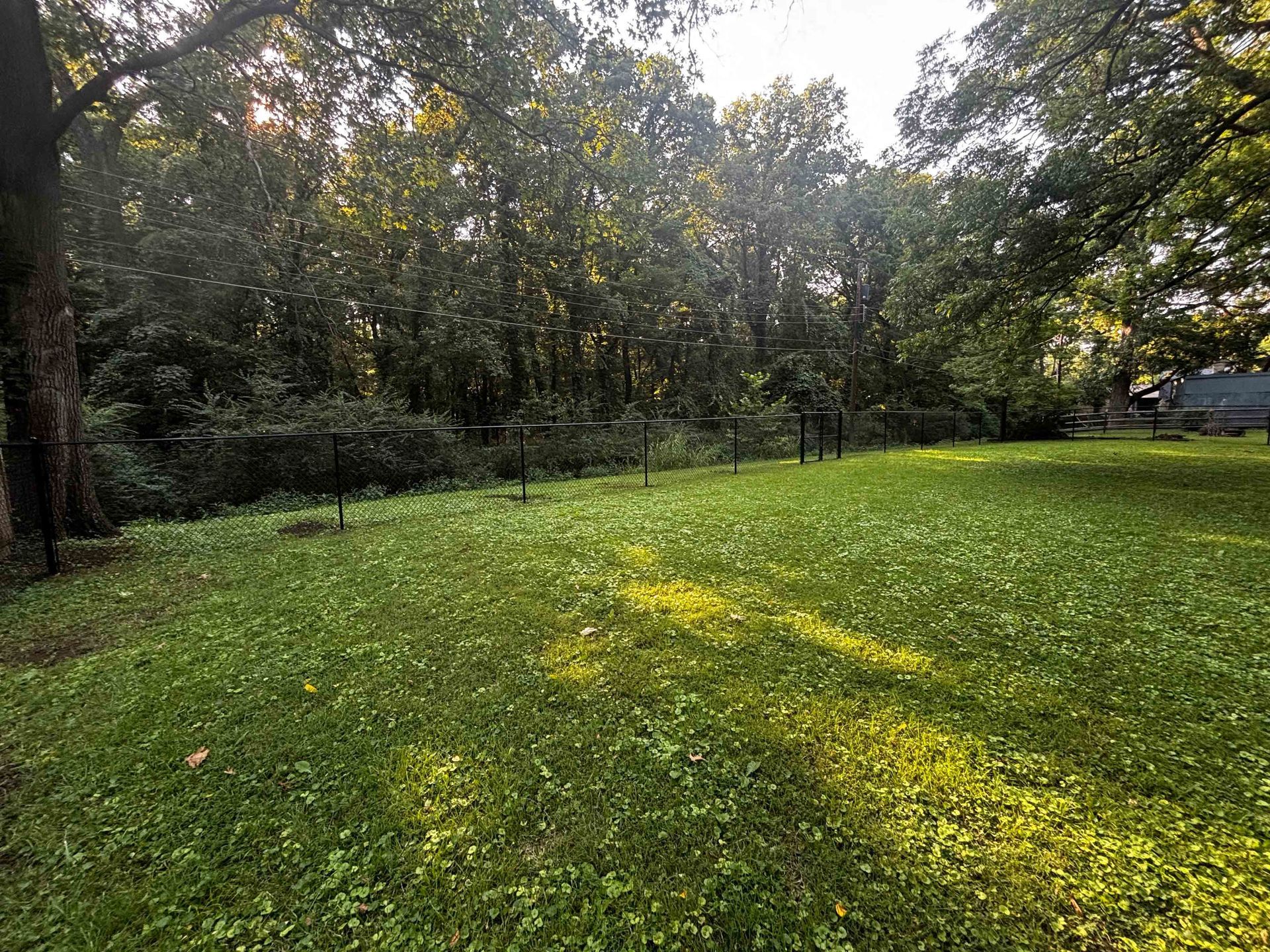 Sunny grassy clearing bordered by trees, with sunlight filtering through the wooded edge.