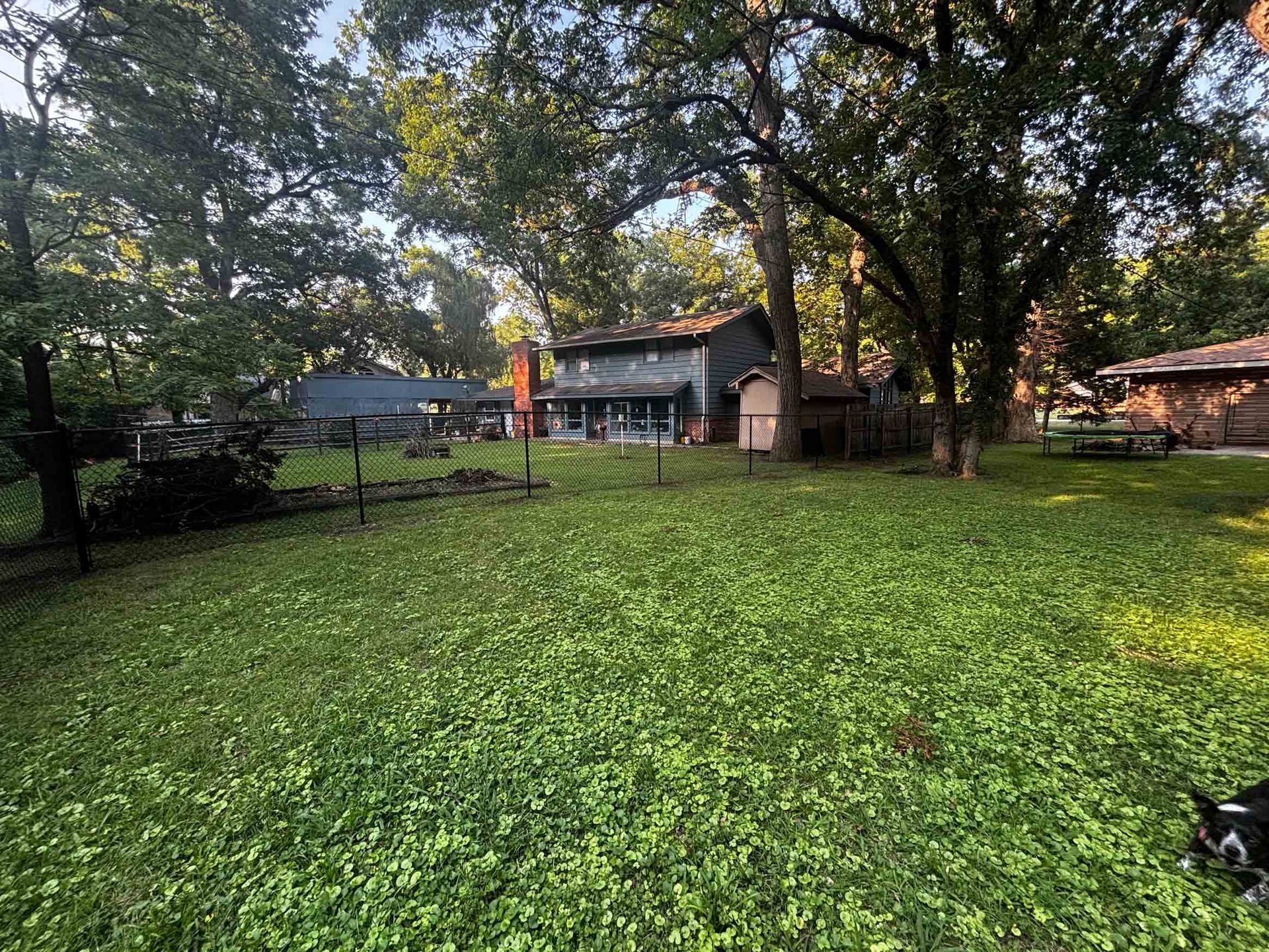Backyard lawn with trees, a house, and warm evening light