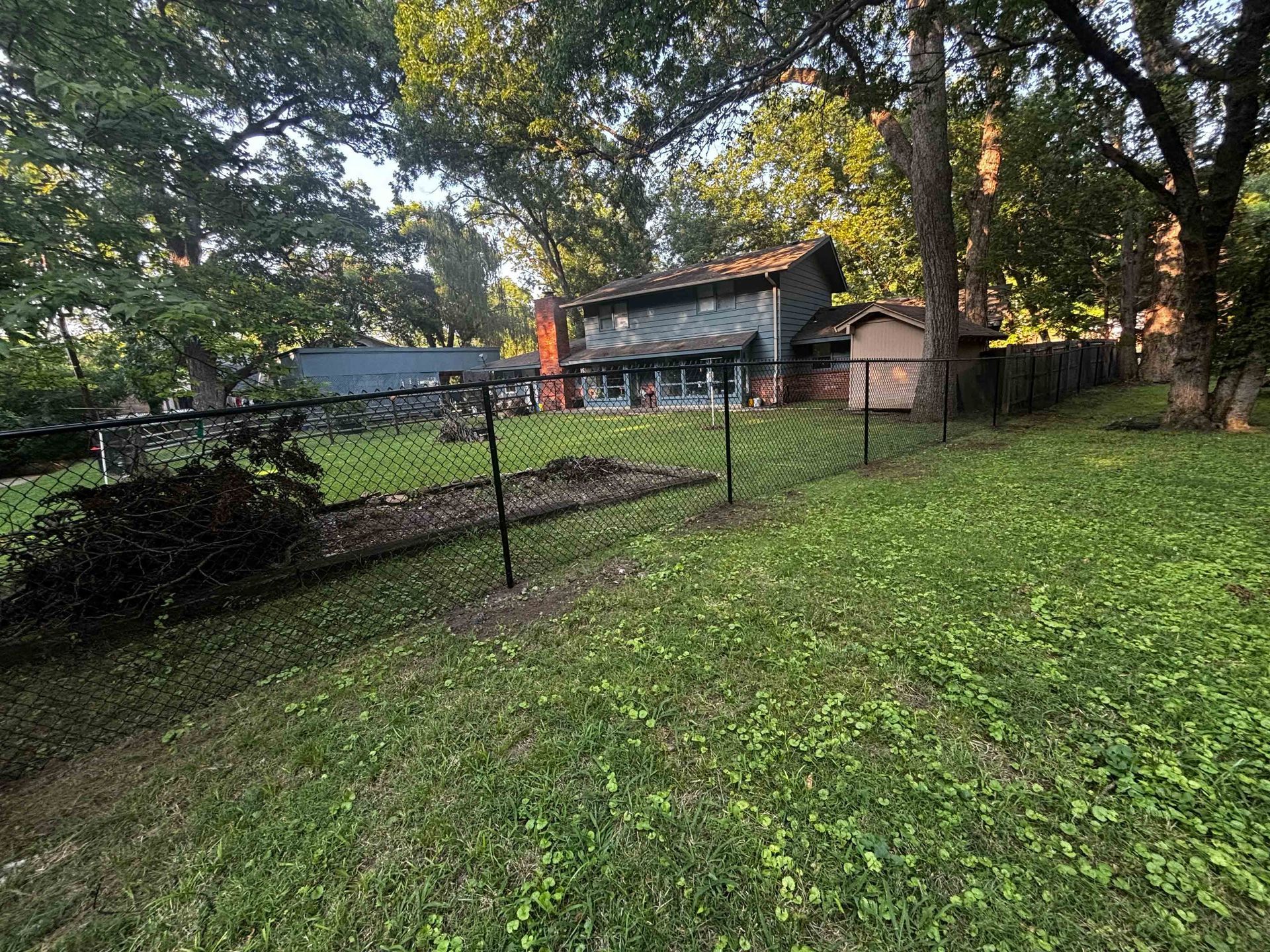 Backyard with a chain-link fence, green grass, large trees, and a small shed at dusk