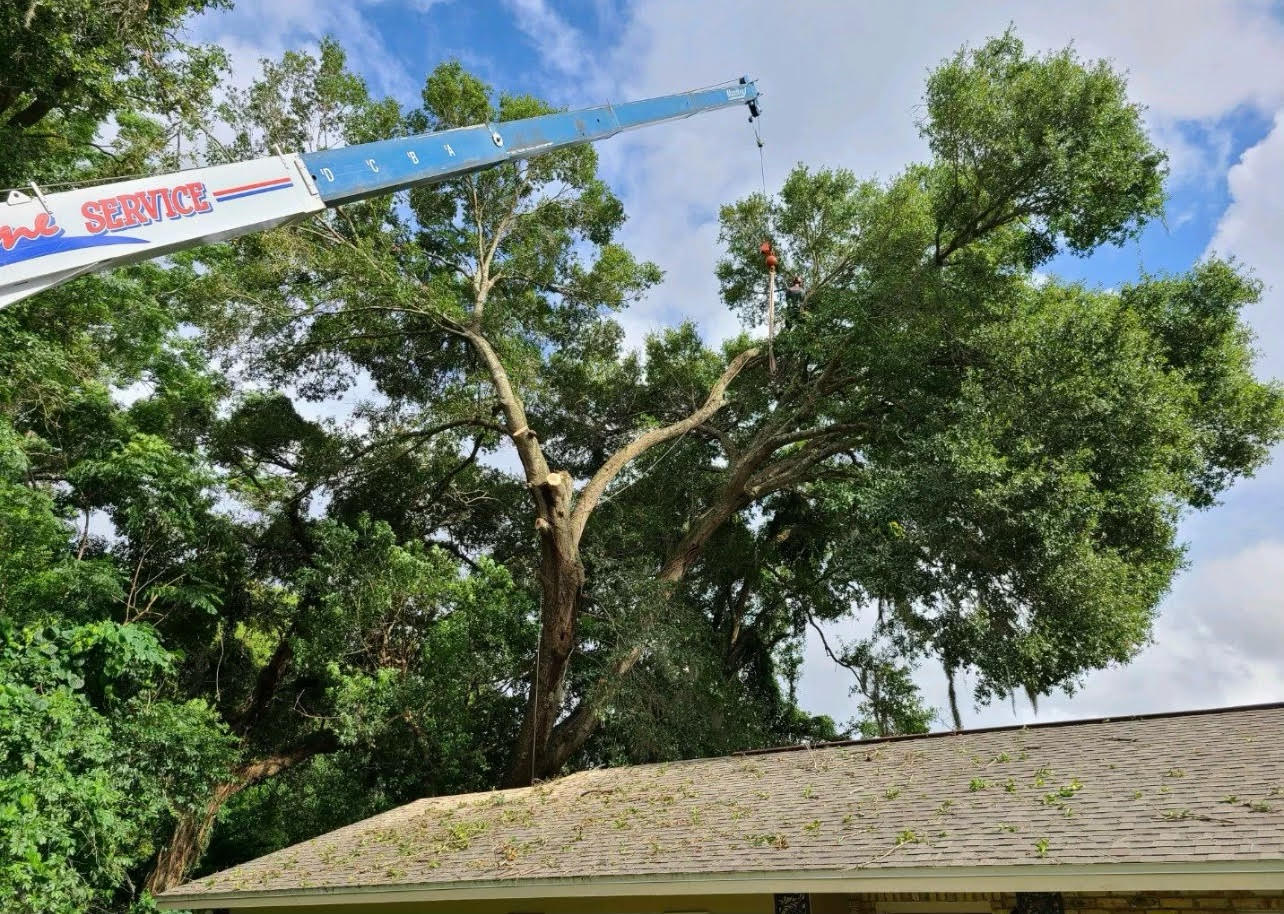 Tree Removal Longwood