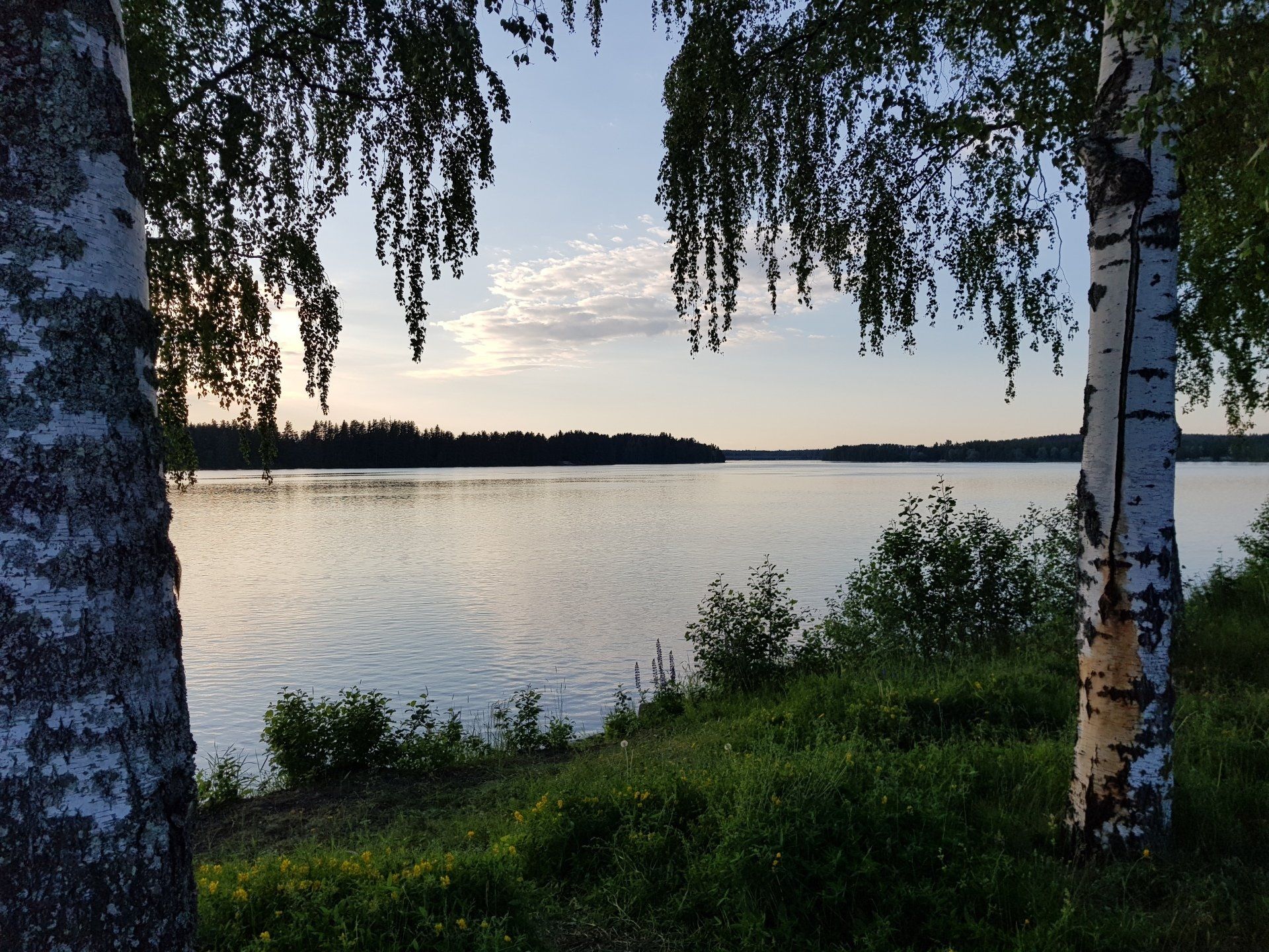 Meer bij zonsondergang, omlijst door berkenbomen, met een bos aan de overkant; sereen en vredig.