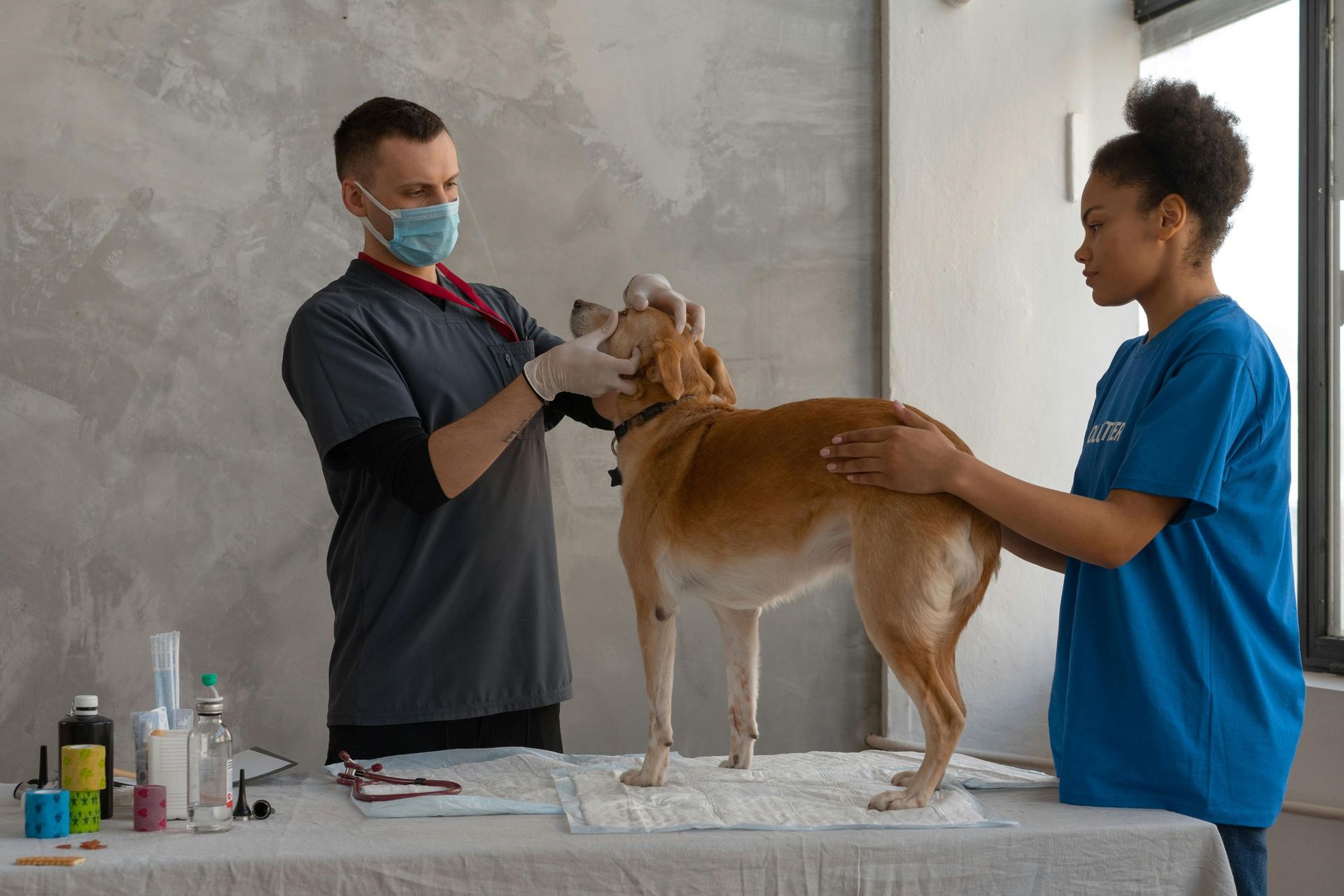 A veterinarian in a mask and a clinical assistant examine a tan dog on an examination table.