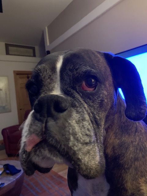 A close up of a boxer dog looking at the camera