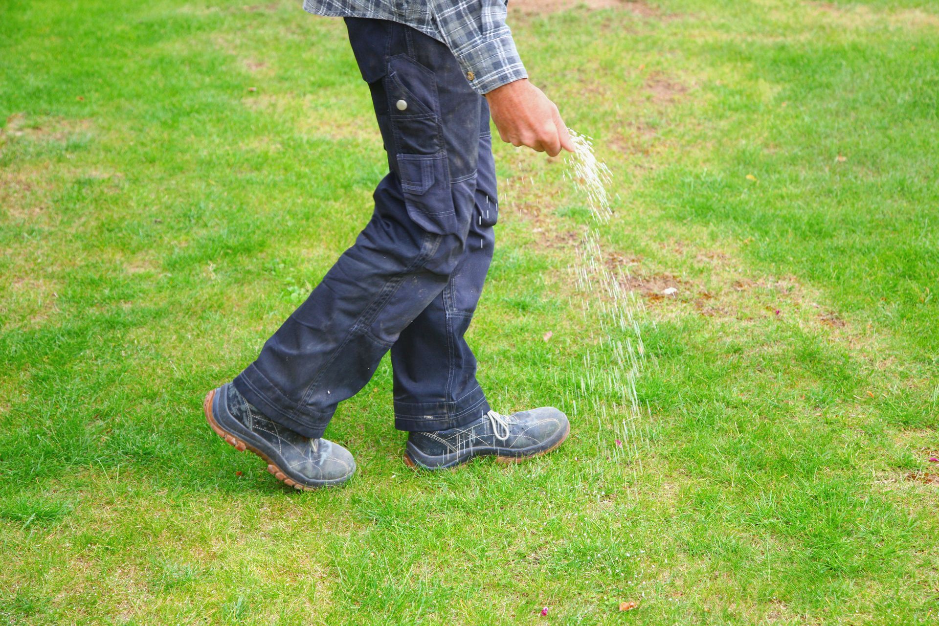 A person is spreading fertilizer on a lush green lawn.