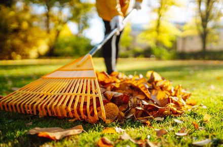 A person is raking leaves in a park with a rake.