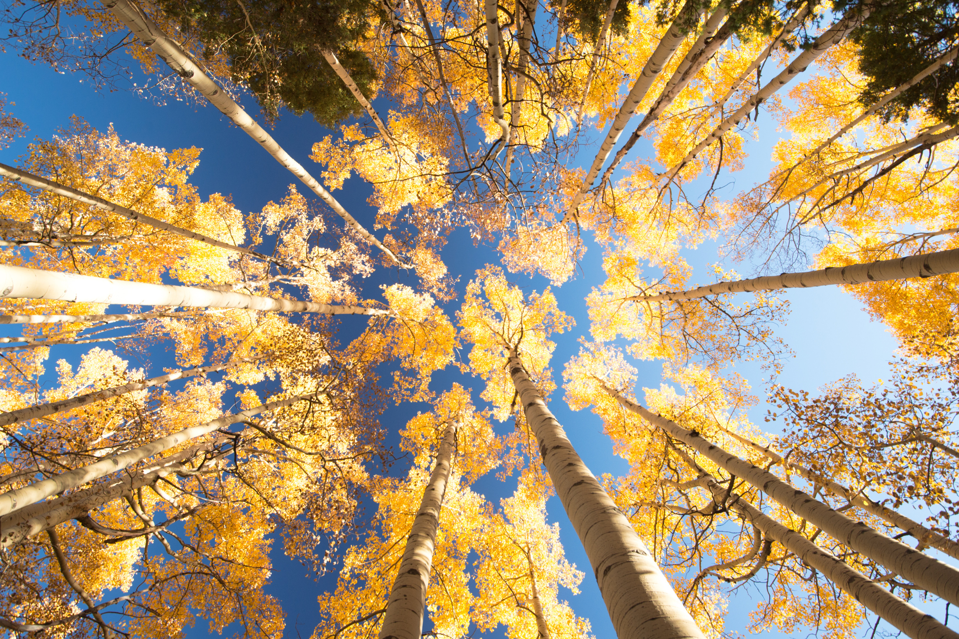 beautiful trees in utah landscape