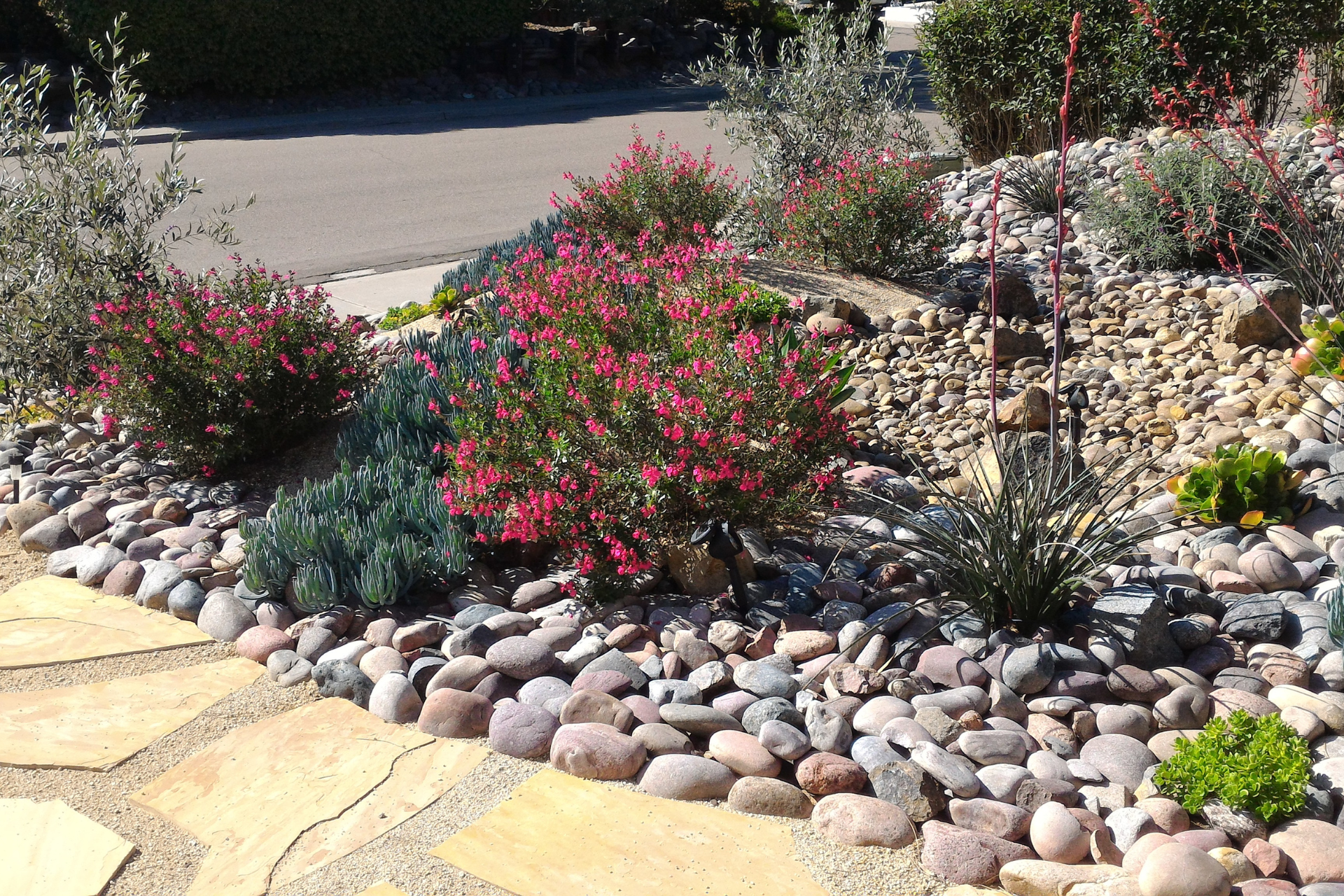 Xeriscaping