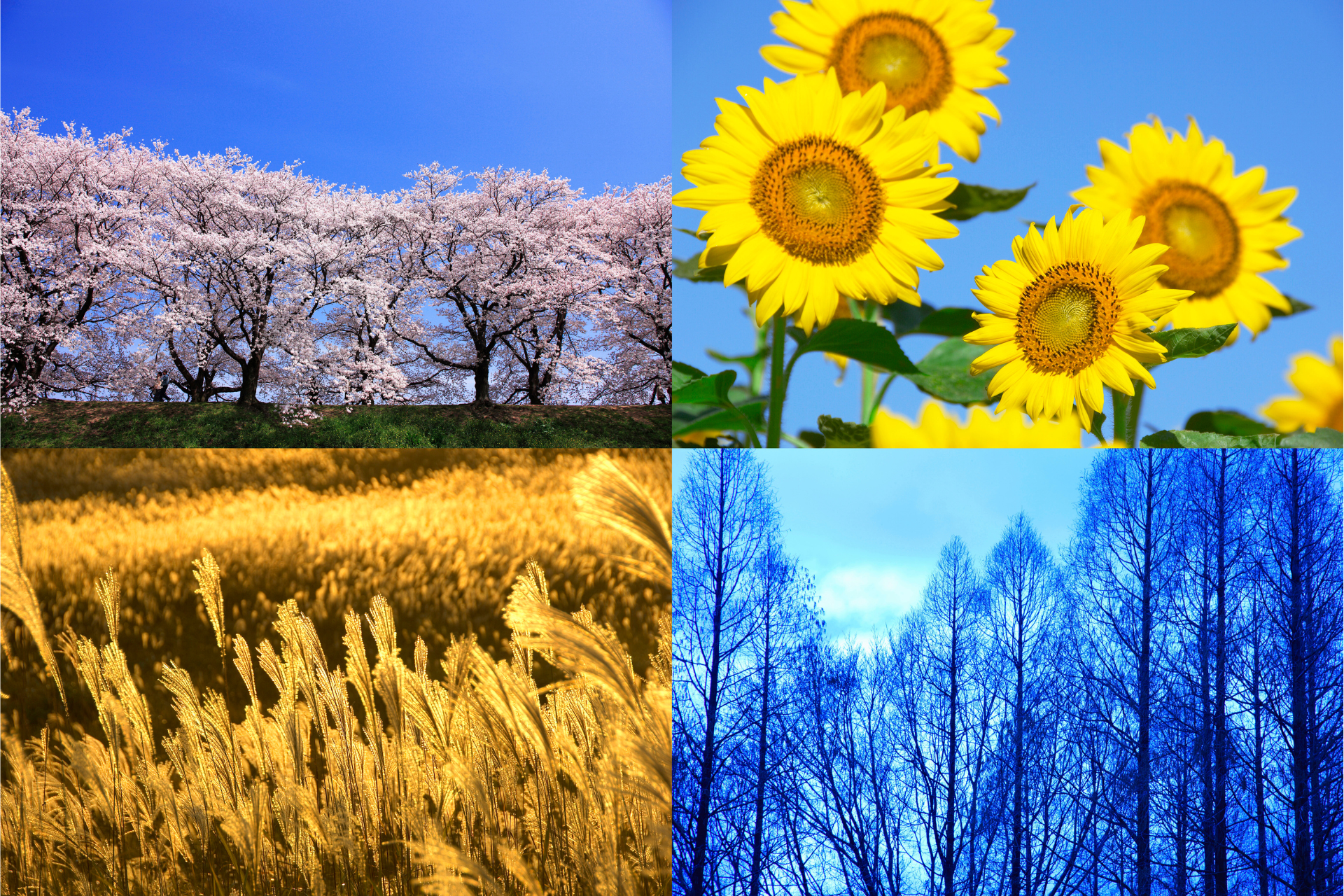 Four seasons plants