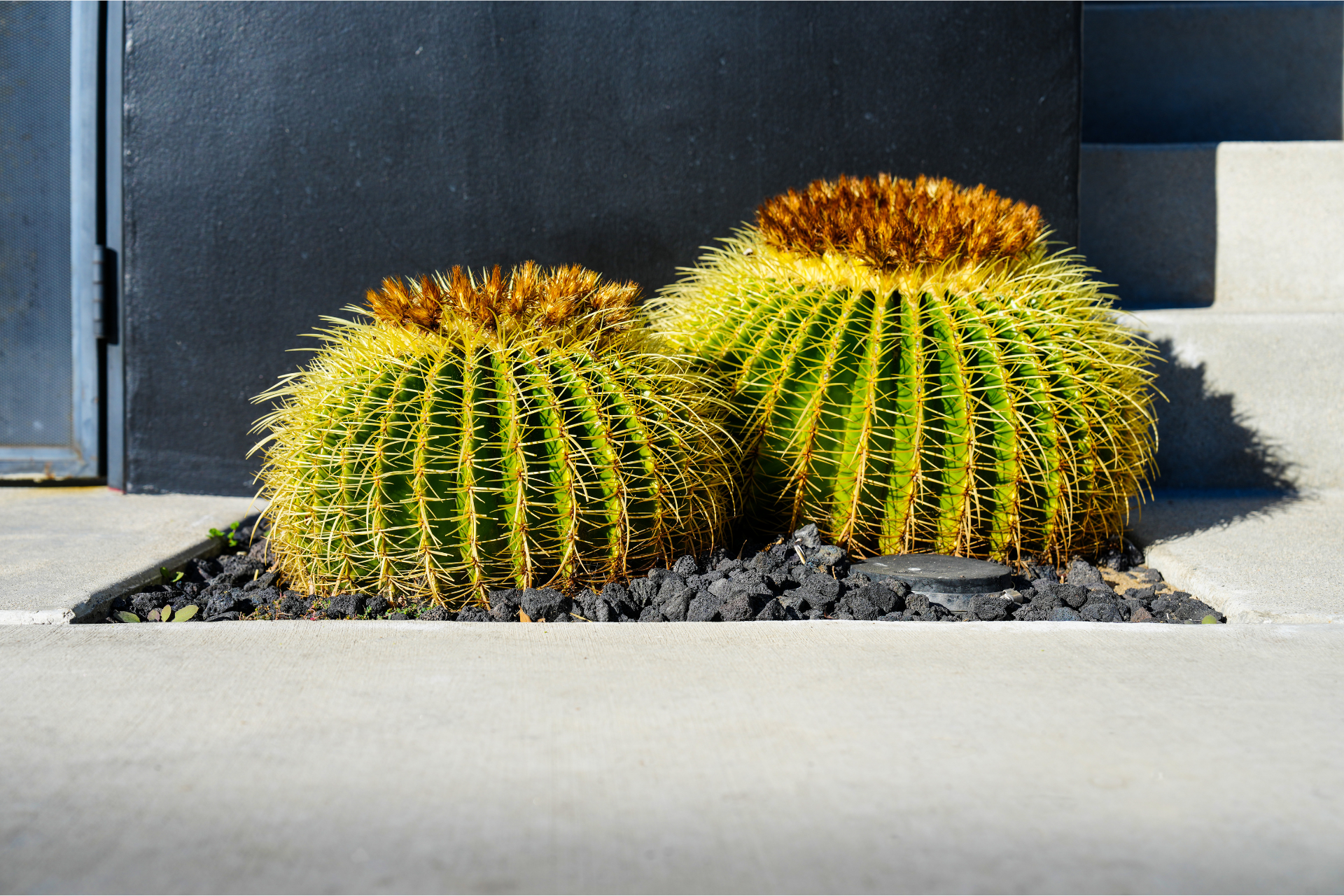 Drought tolerant barrel cactus landscaping