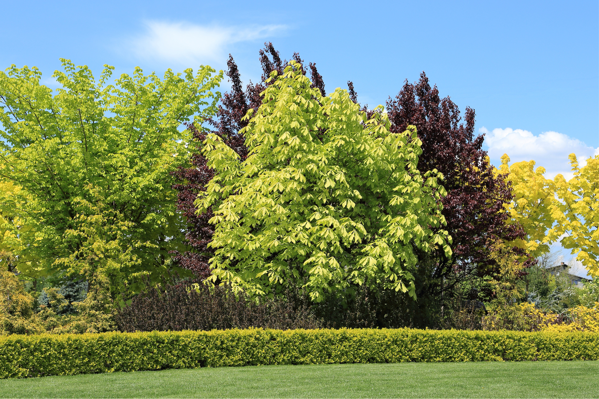 Trees and Shrubs