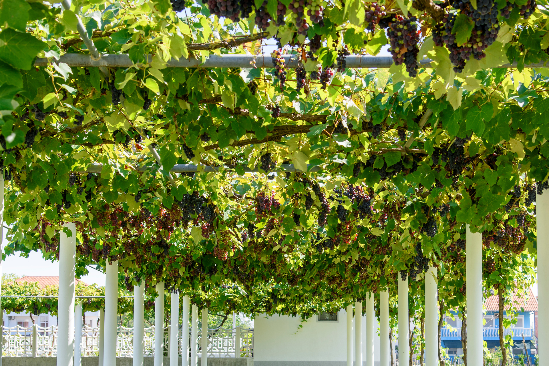 Pergola Plants