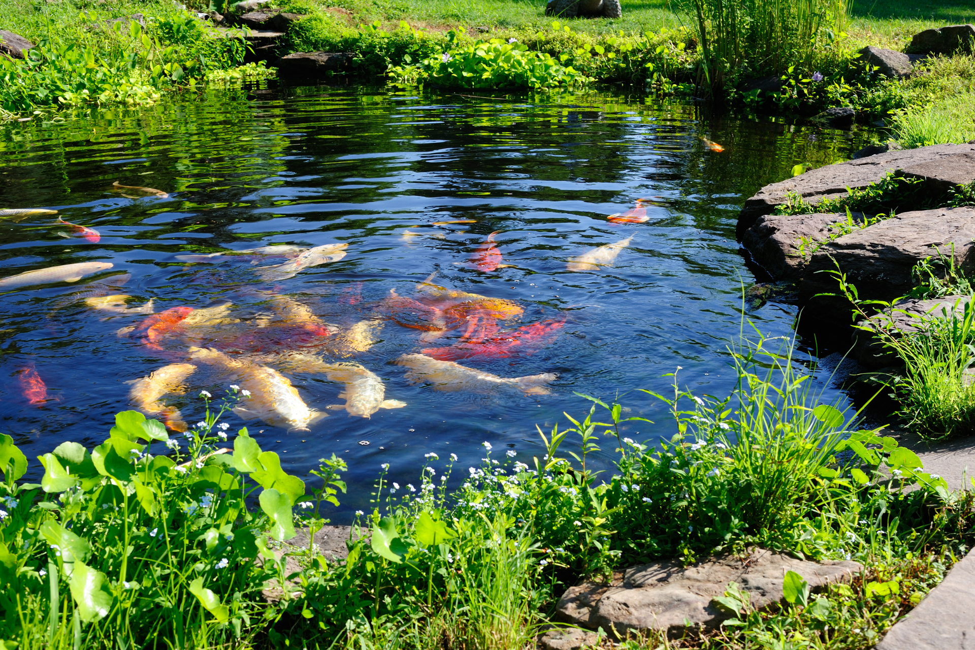 Koi Pond