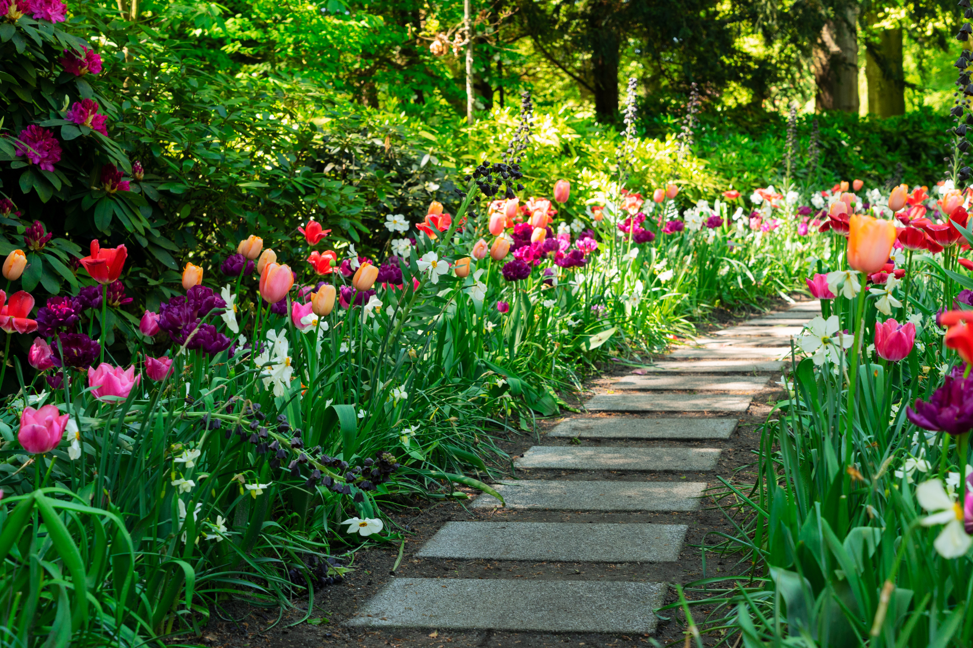 Colorful Spring Blooms