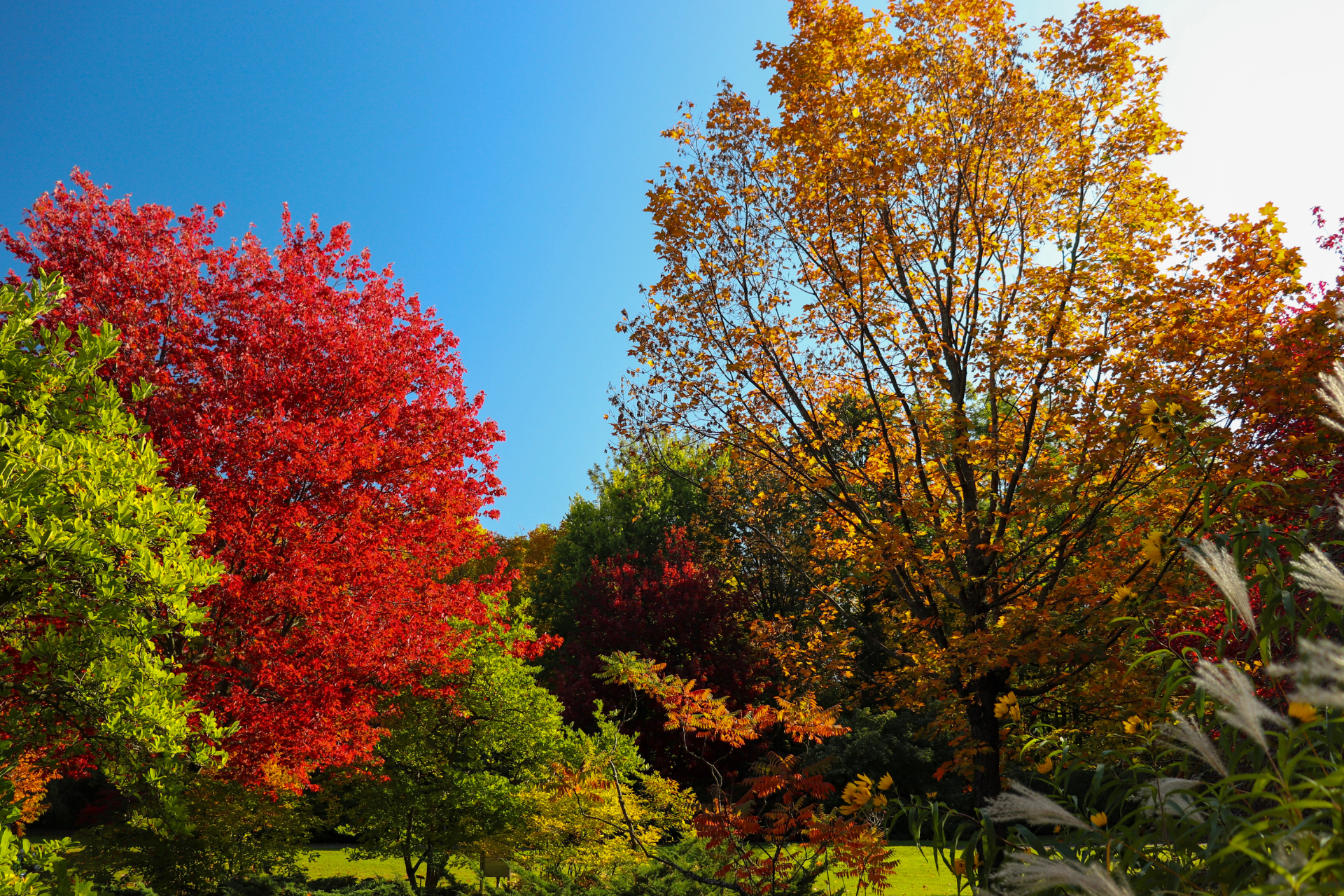 Fall Foliage