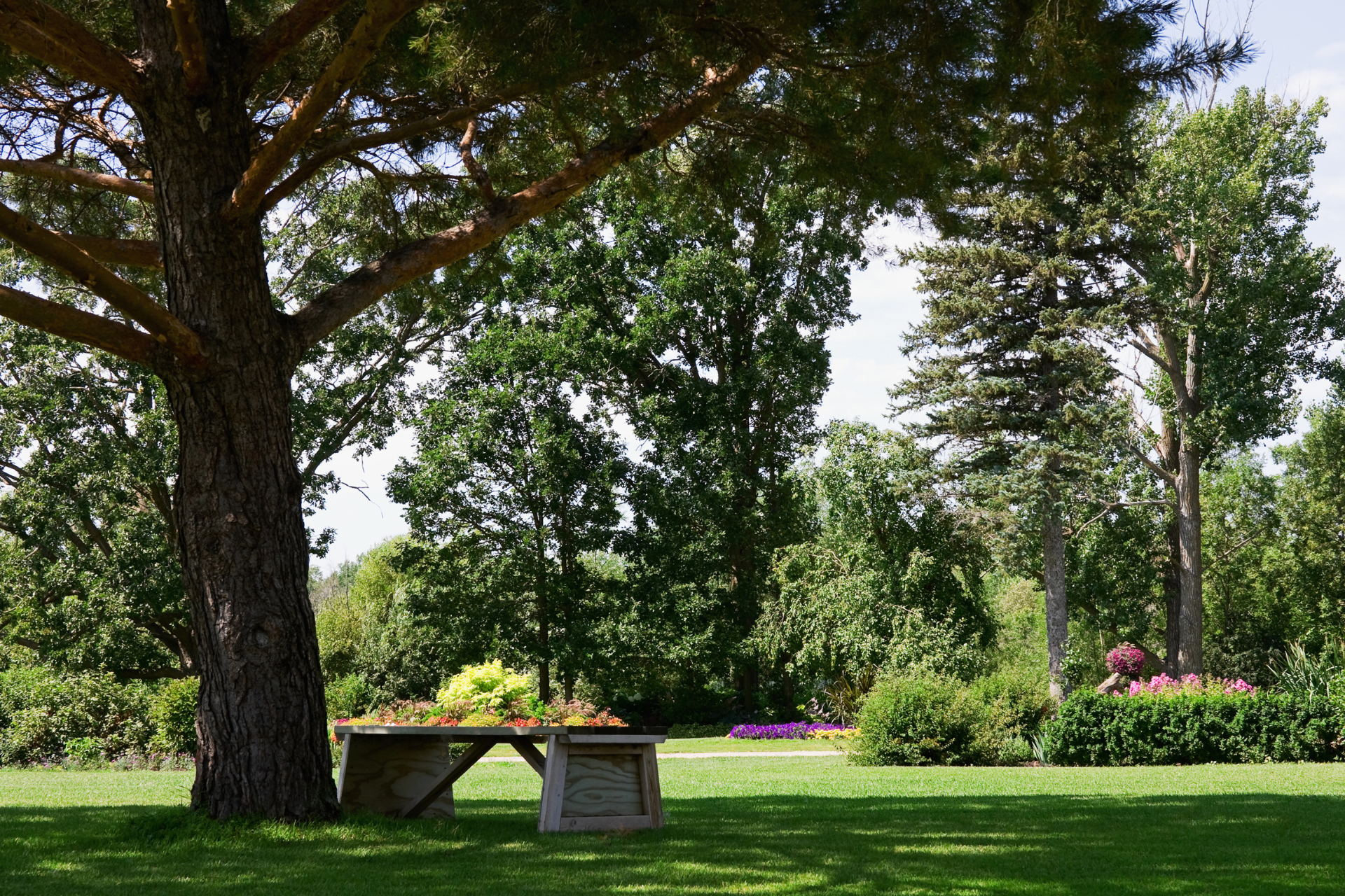 Shade Trees