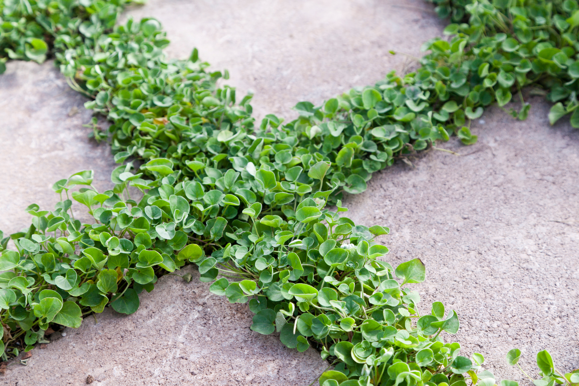 Ground Cover 