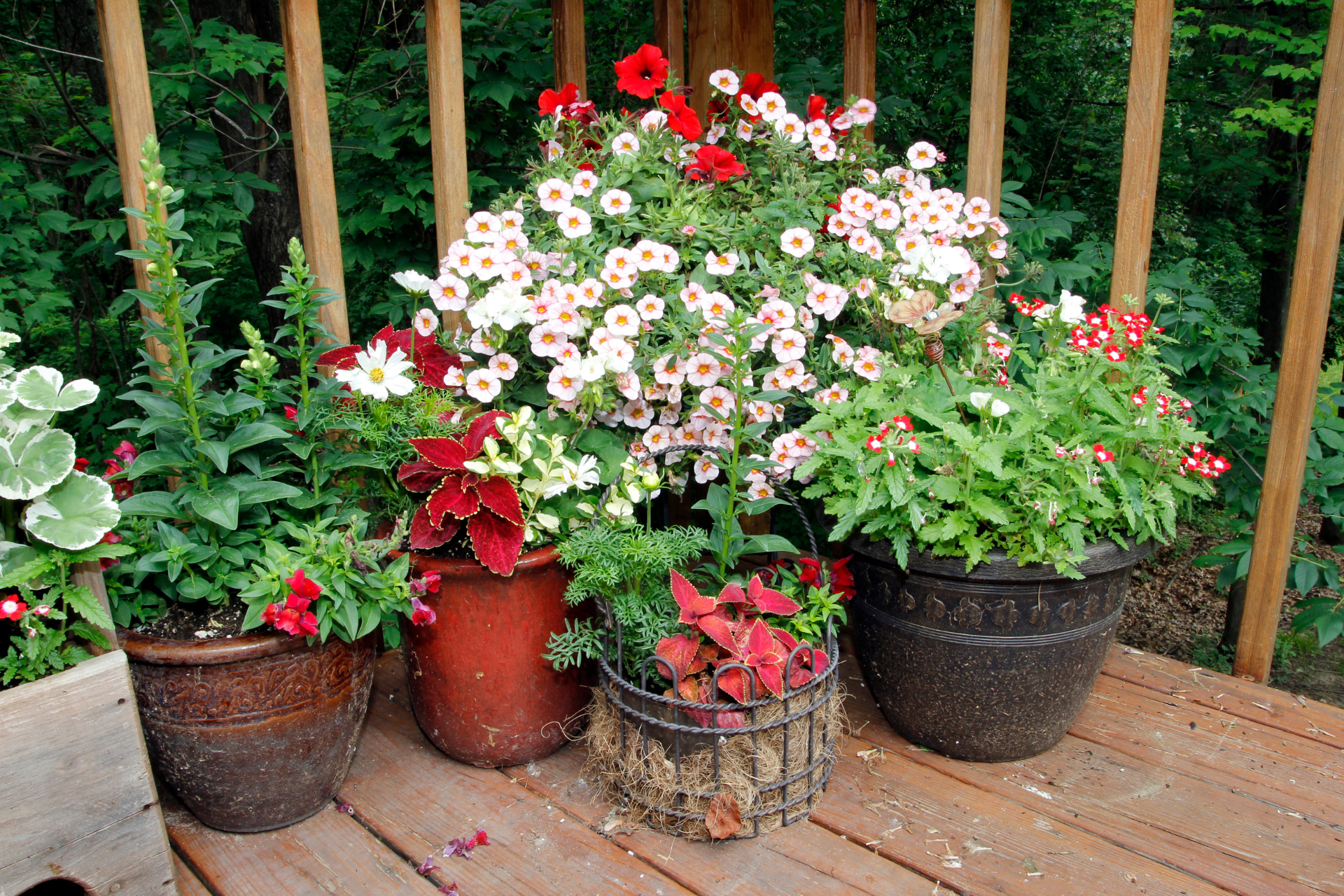 Container Gardens