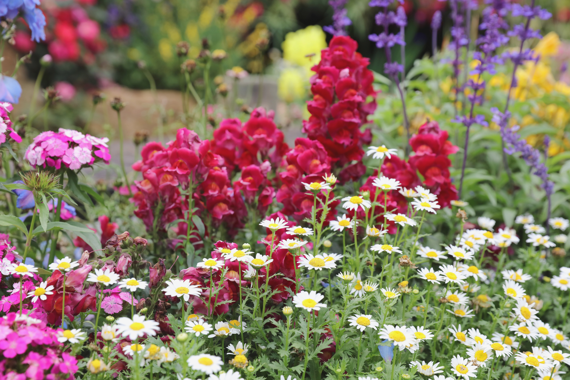  Native Perennials