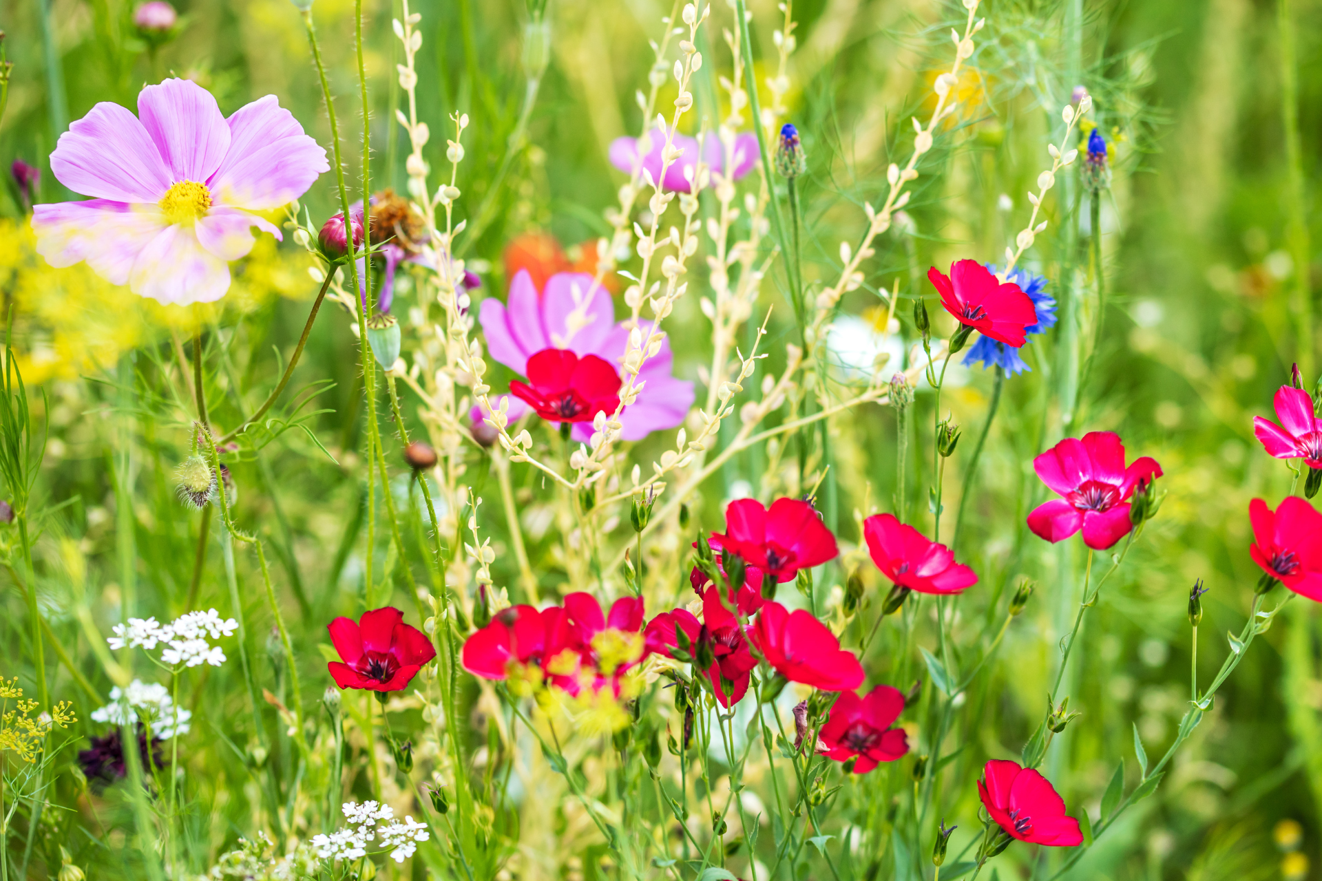 Native Utah Plants
