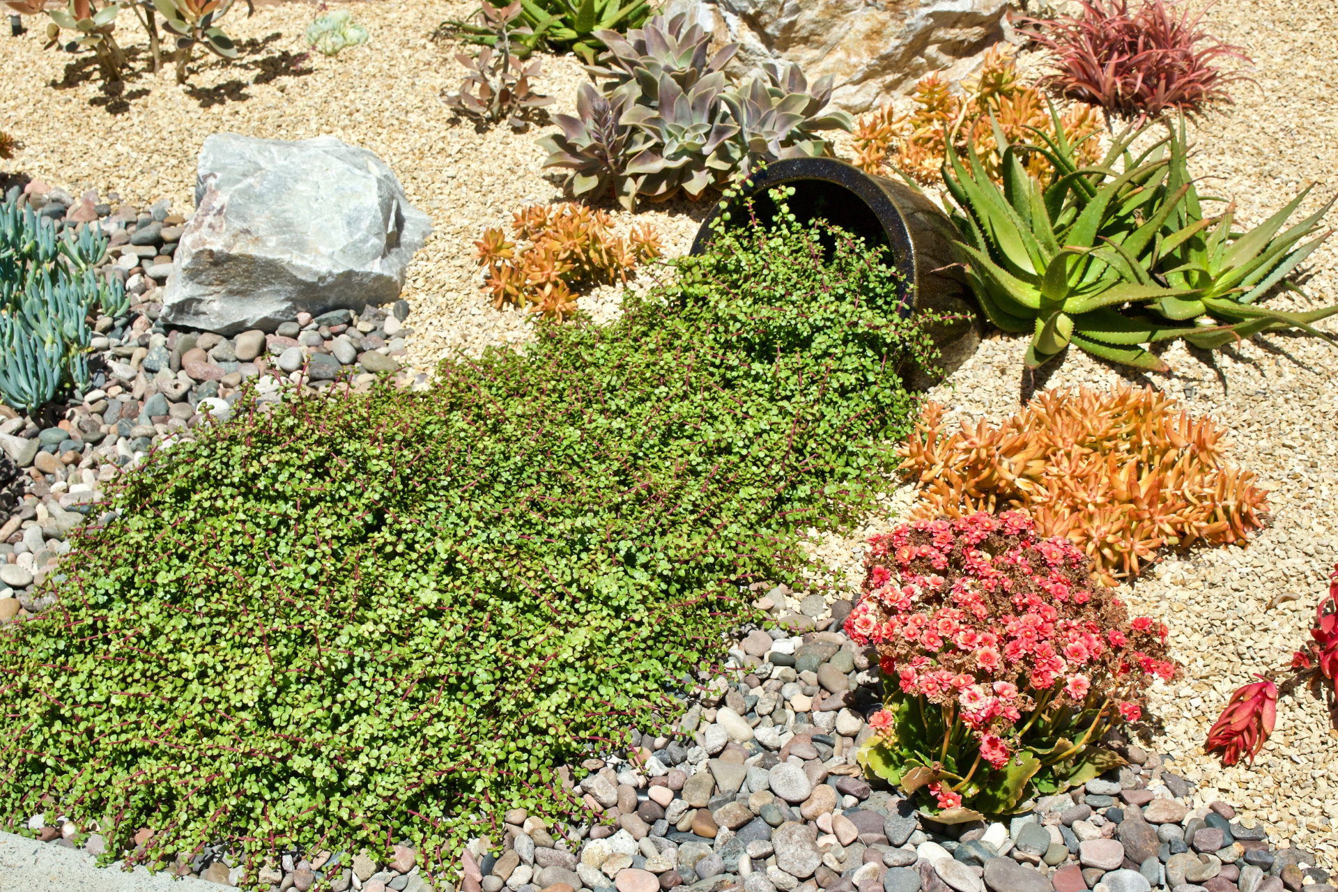 Drought-Resilient Plants