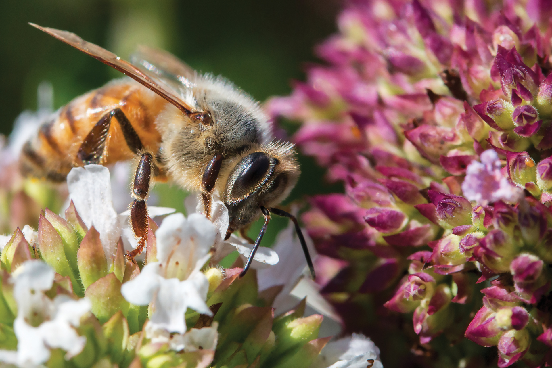 Pollinators