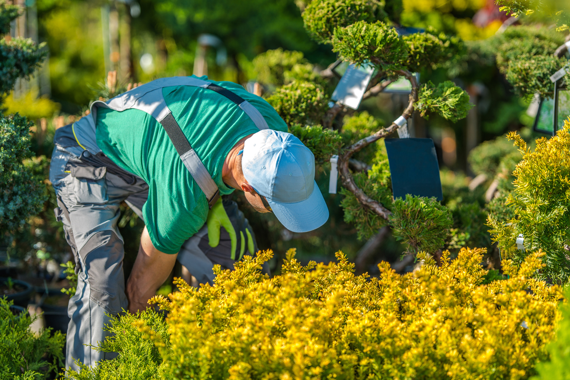 Plants for Utah’s Climate