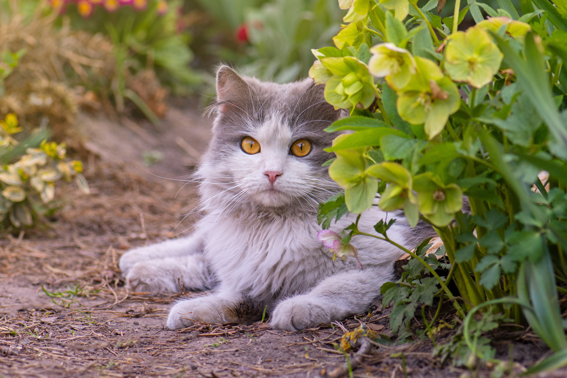 Pet-Friendly Garden