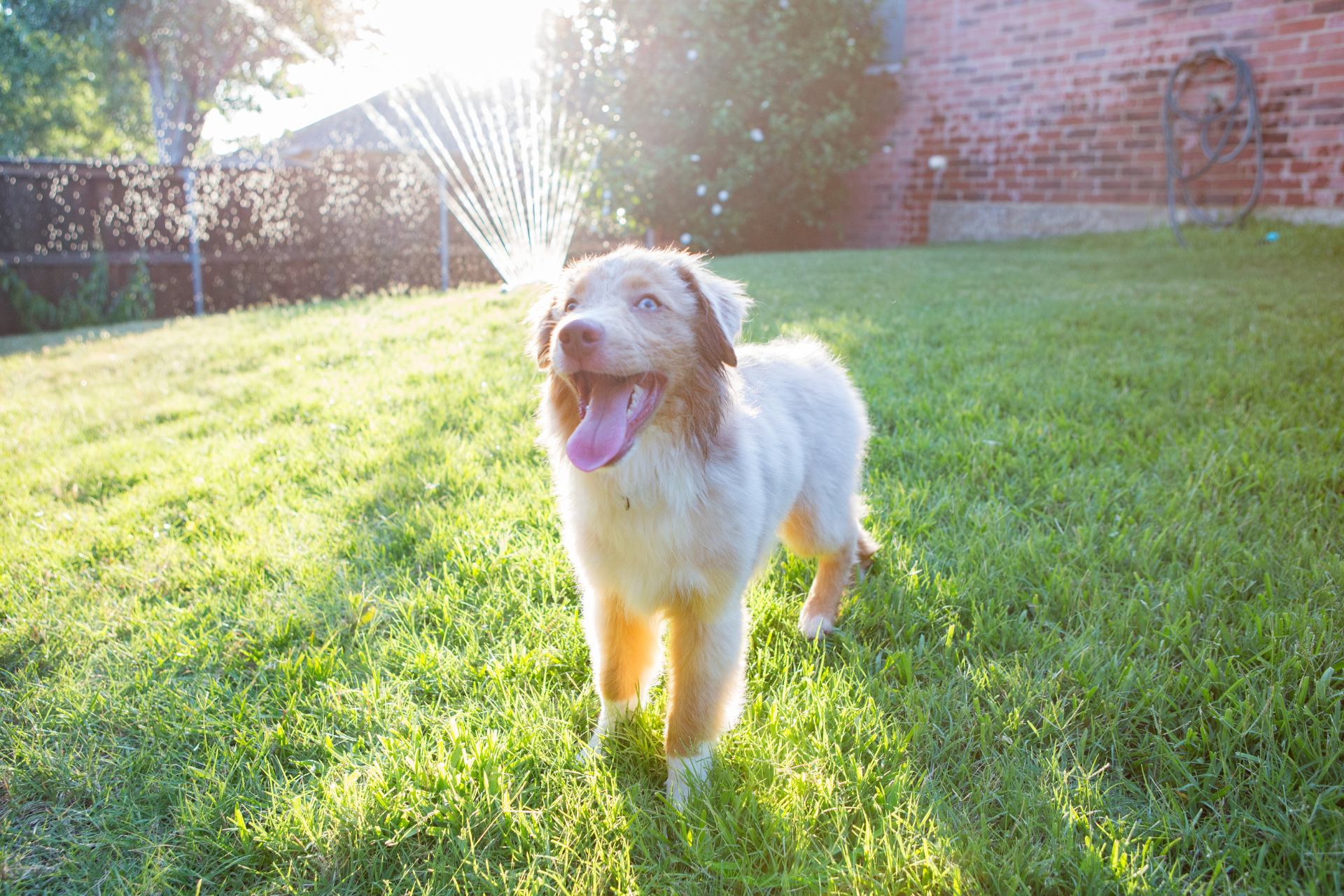  Pet-Friendly Yard