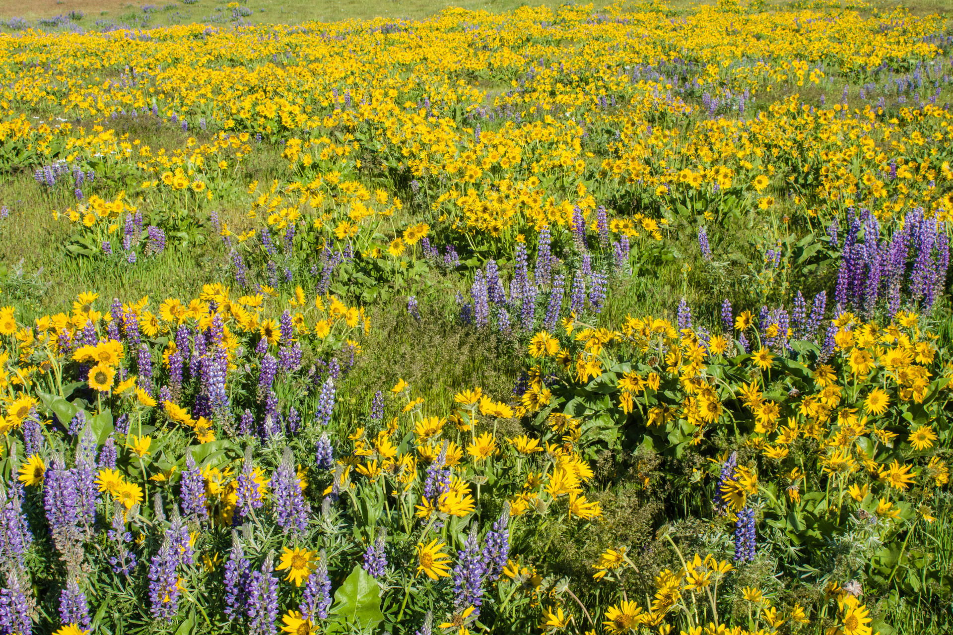 Native Plants