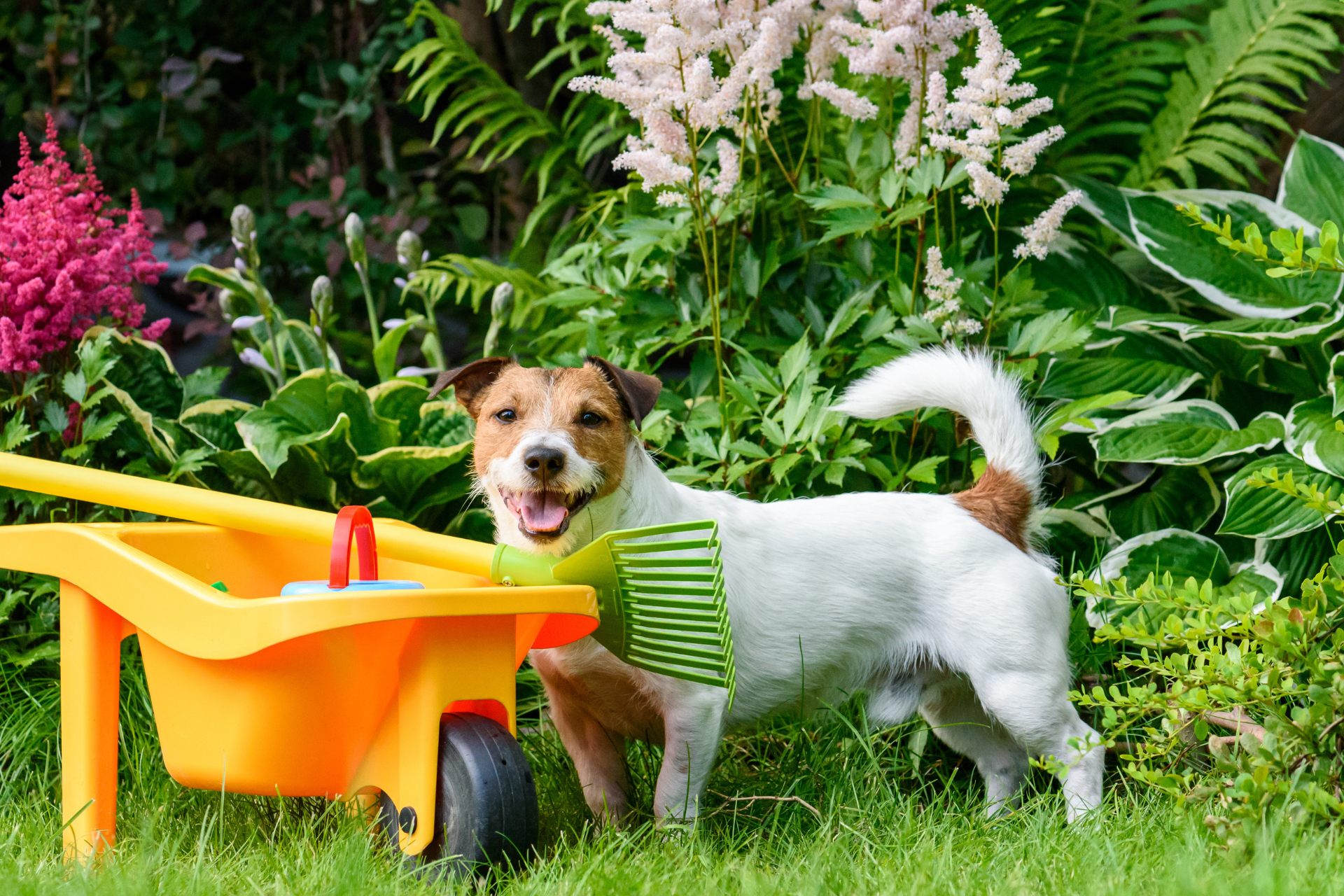 Dog in the Garden