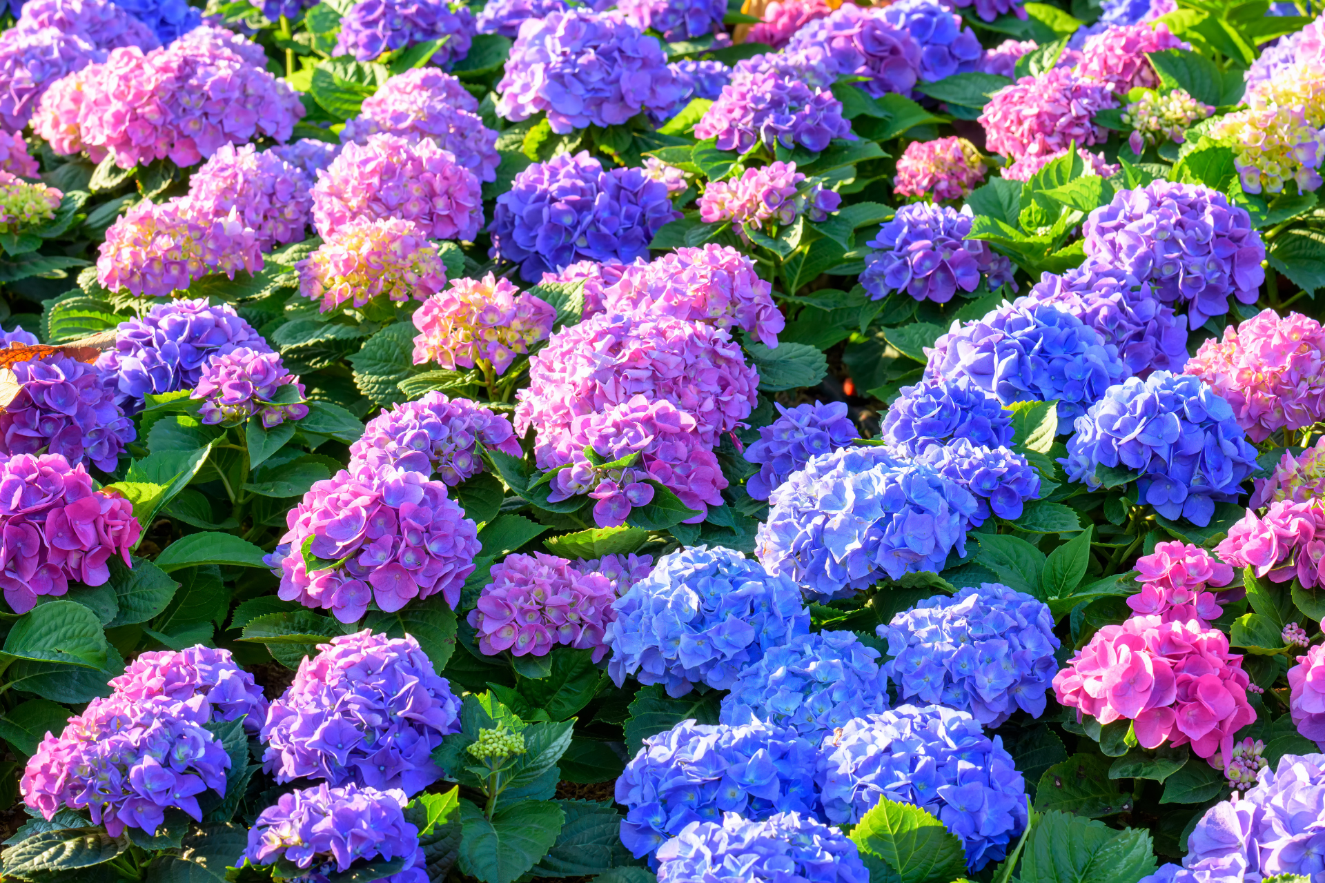 Hydrangeas