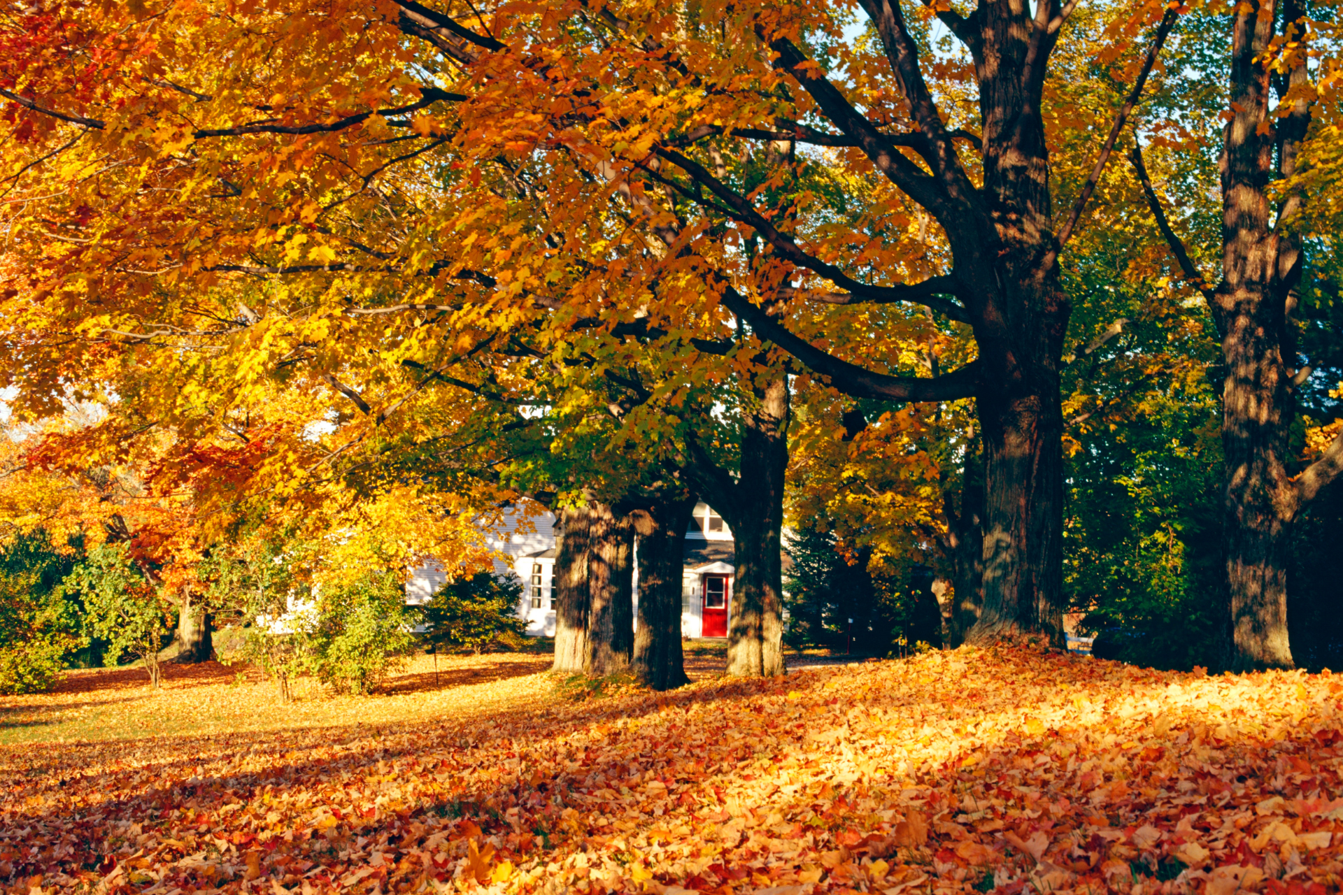 Fall Landscaping