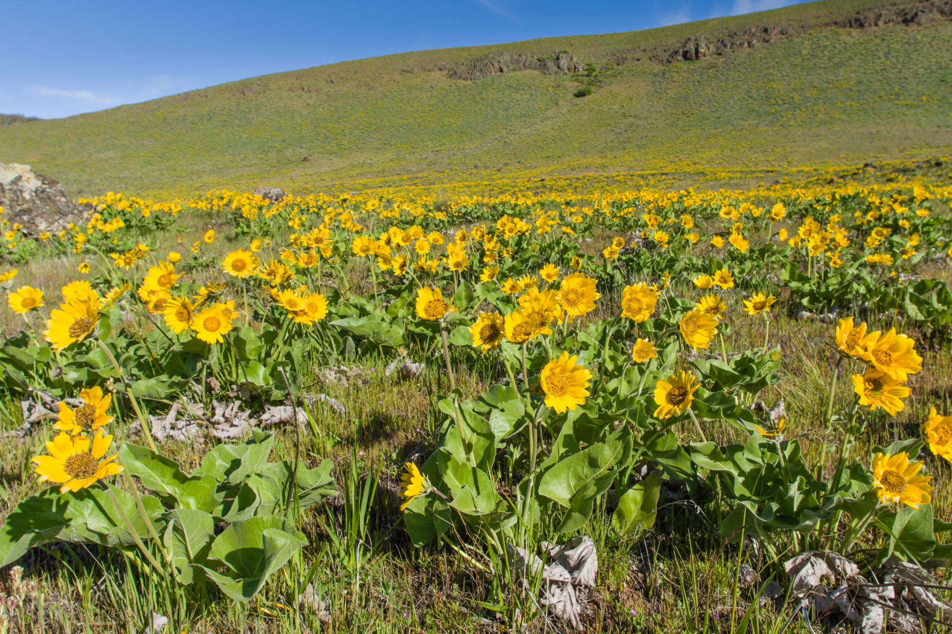 Native Utah Plants