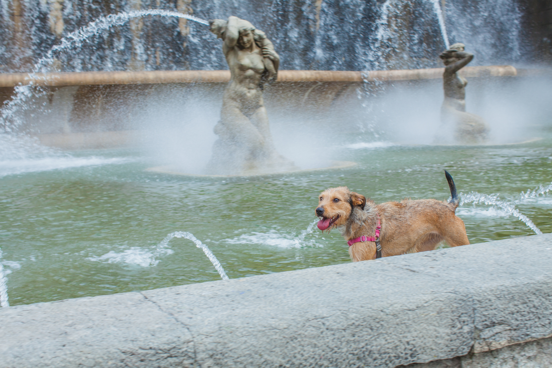 Dog at the Fountain