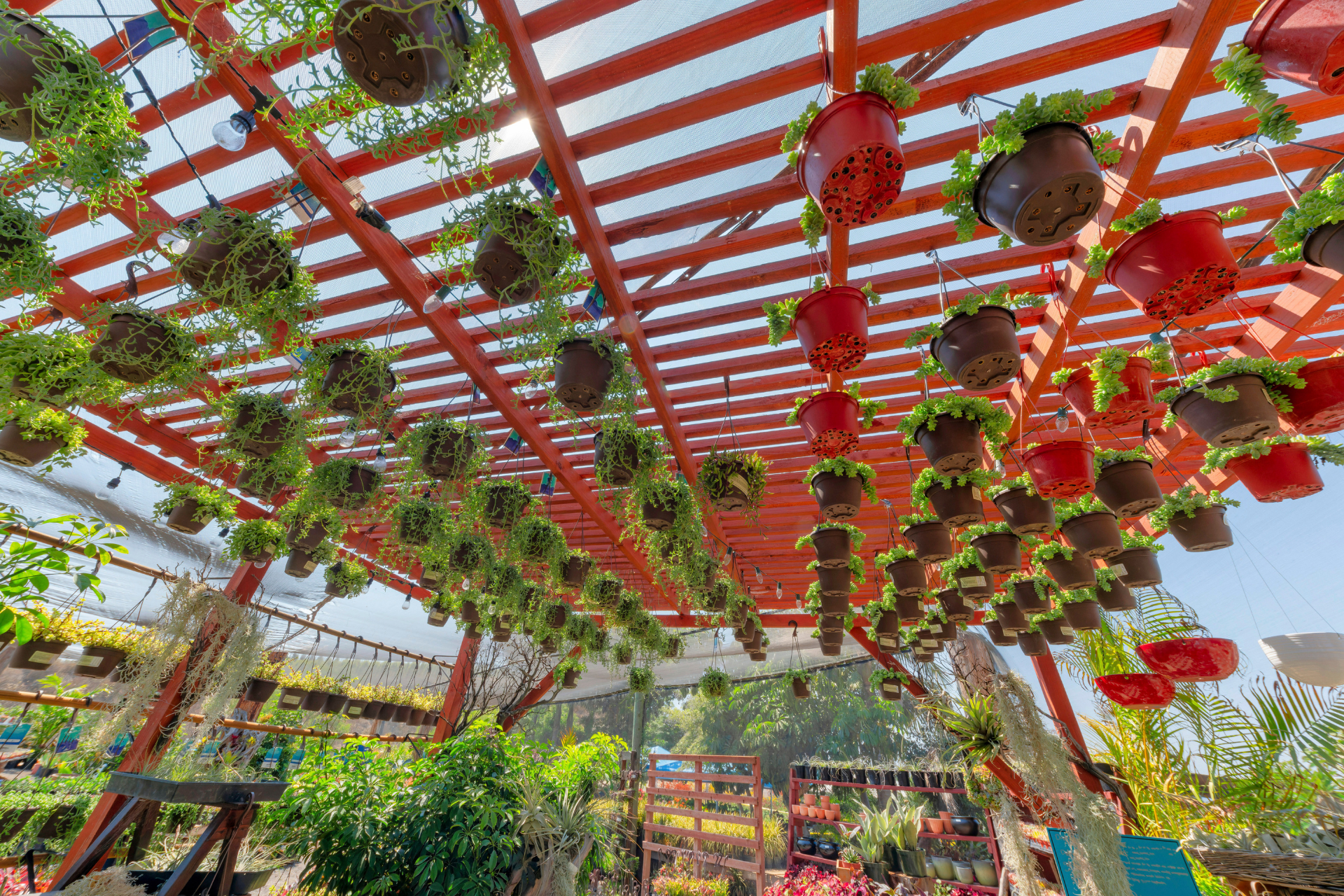  Lighting and Plants on Pergola