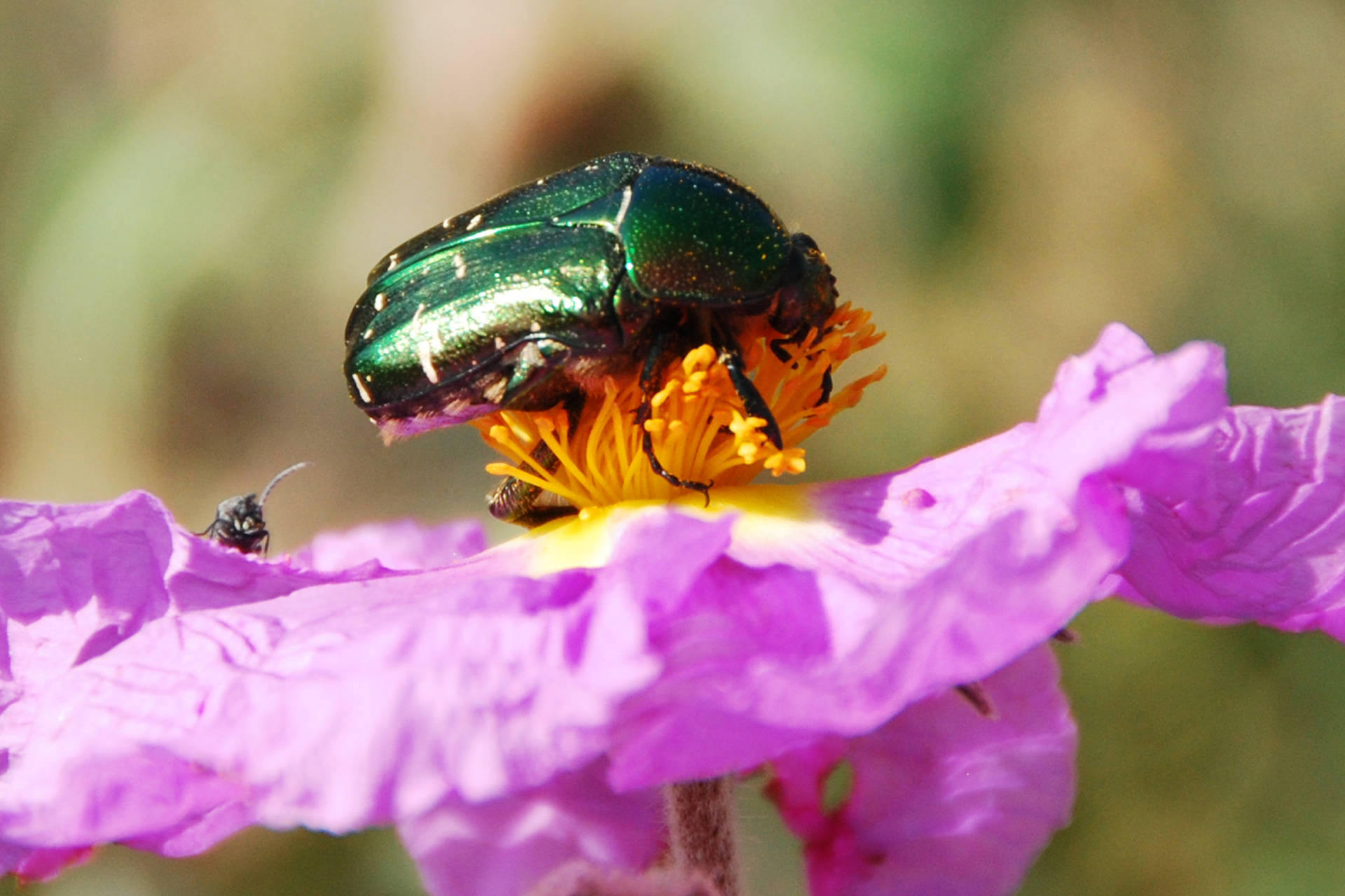 Pollinator-Friendly Garden