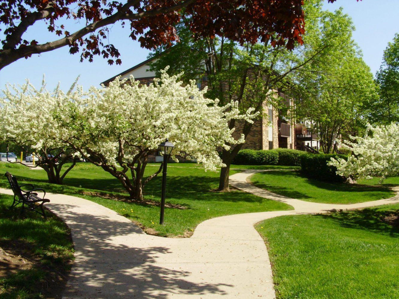 a path in a park with white flowers on the trees