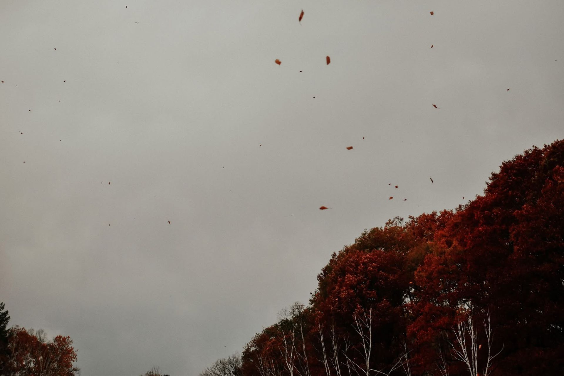 A bunch of leaves are falling from the trees