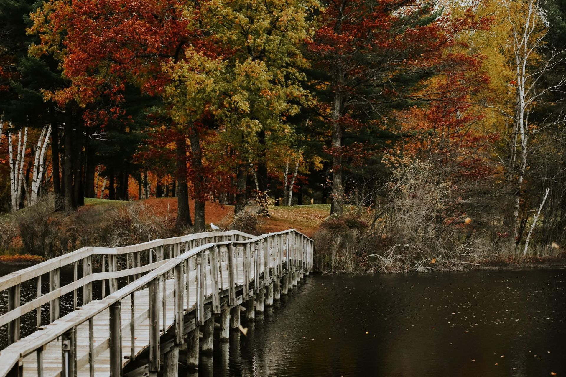 A wooden bridge over a lake in the middle of a forest.