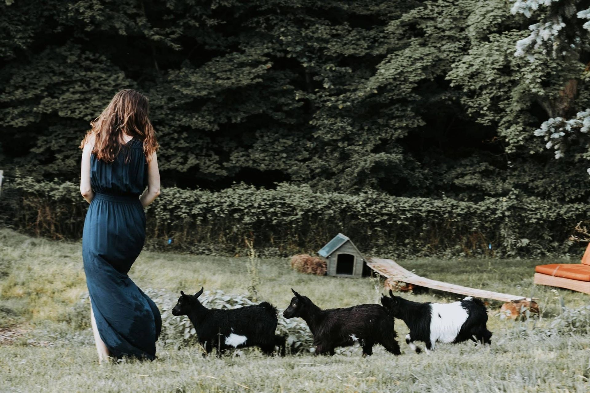 A woman in a blue dress is standing in a field with a herd of goats.