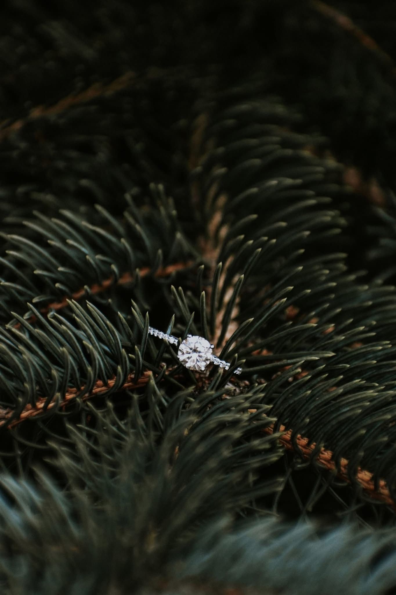 A close up of an engagement ring on a pine tree branch.
