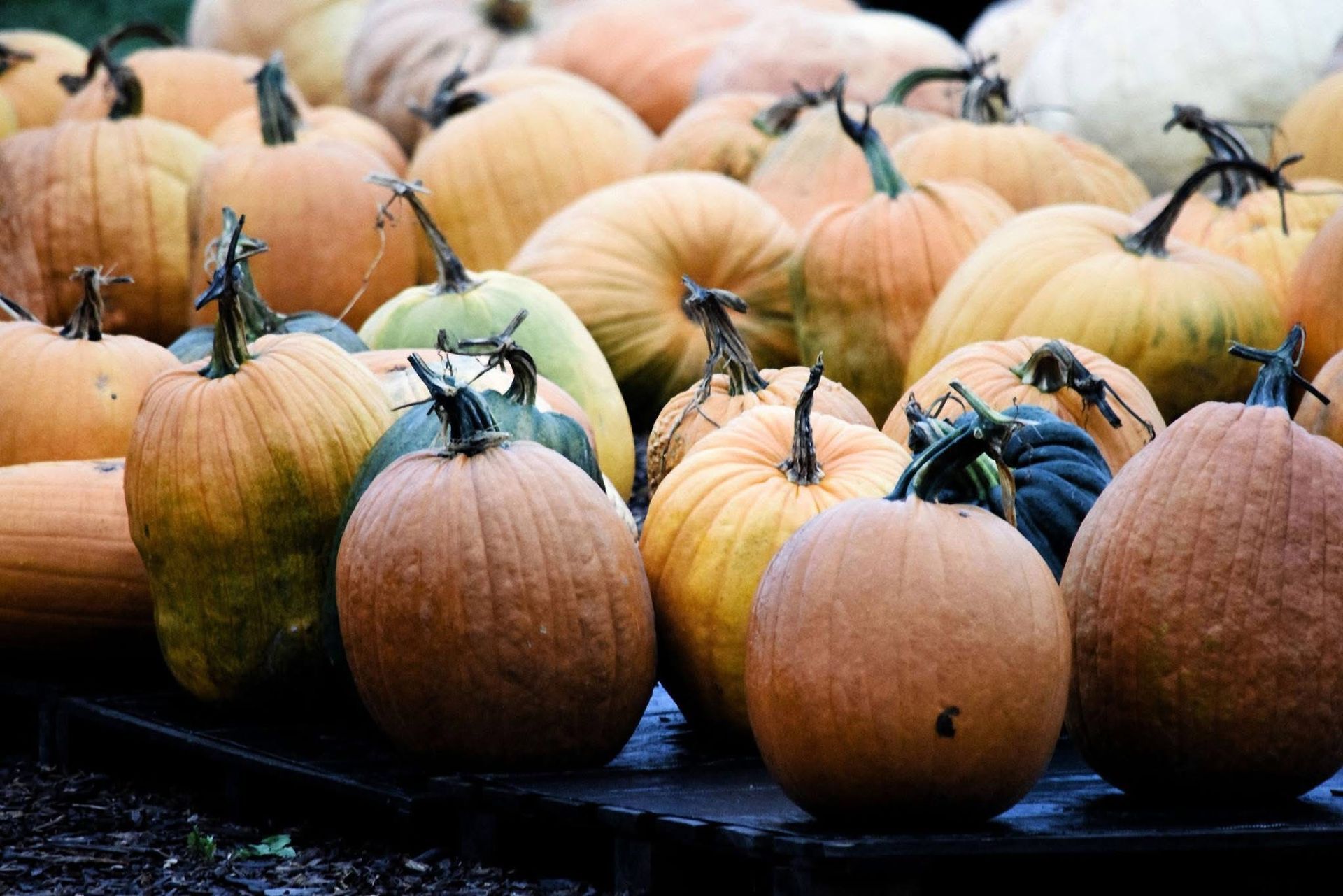 A bunch of pumpkins are sitting on top of a wooden table.
