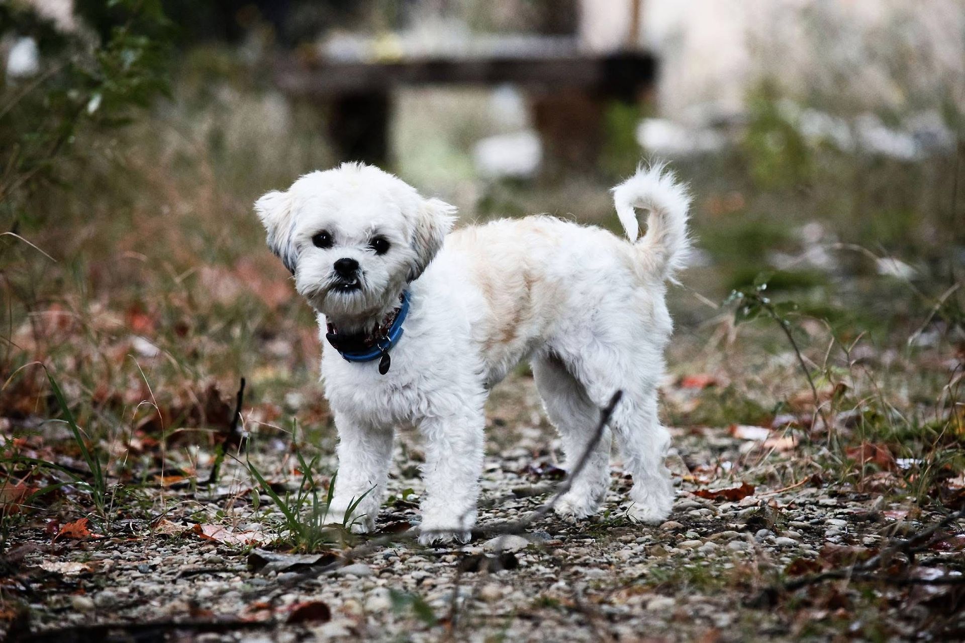 A small white dog with a blue collar is standing in the dirt.