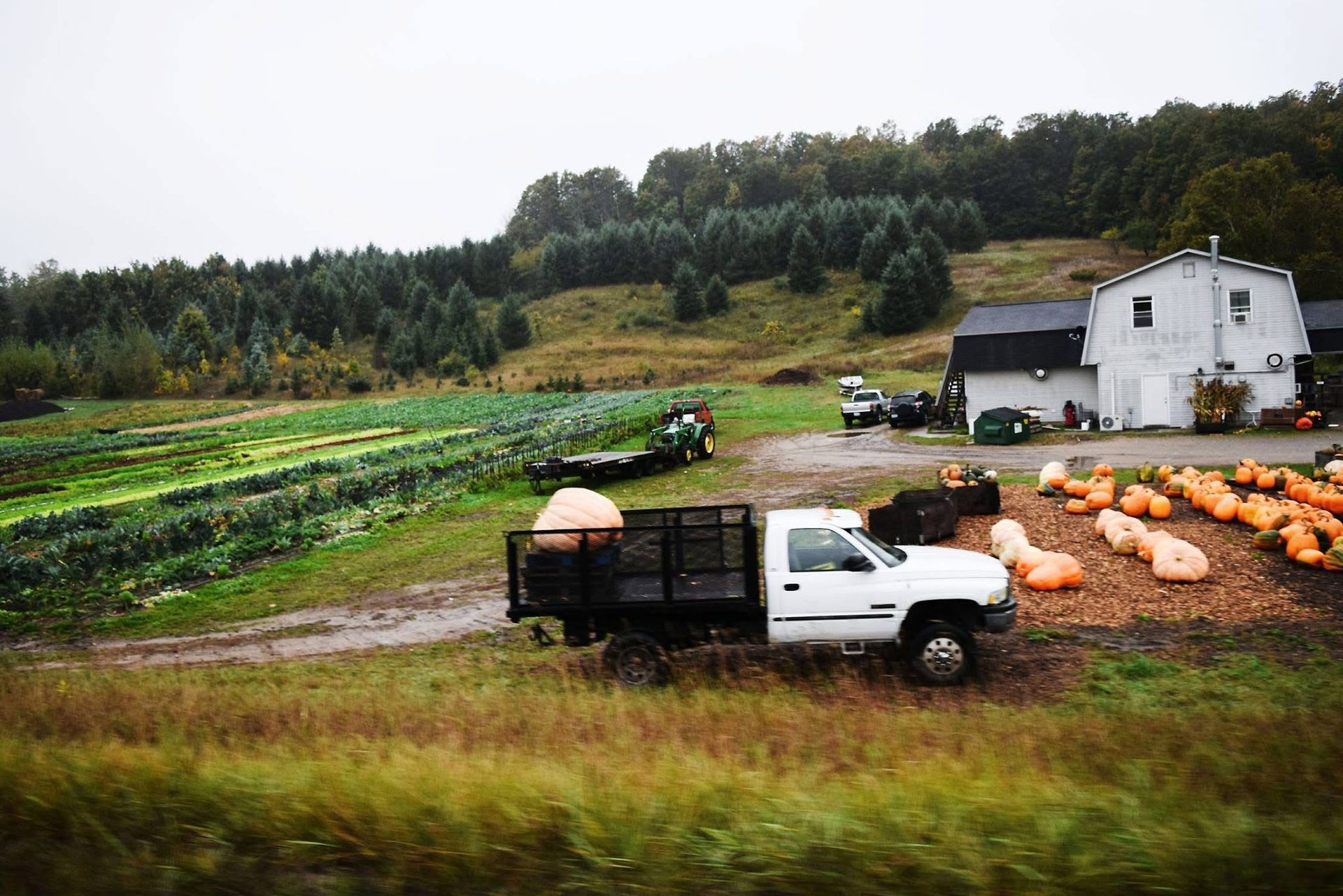 A white truck is parked in a field of pumpkins.