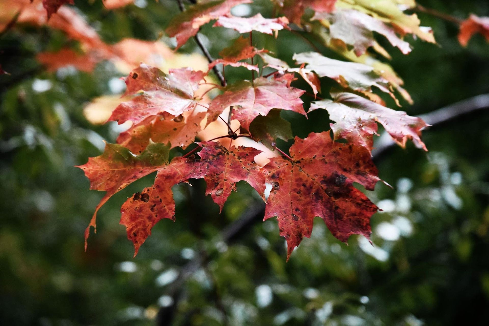 A close up of a maple tree branch with red leaves.